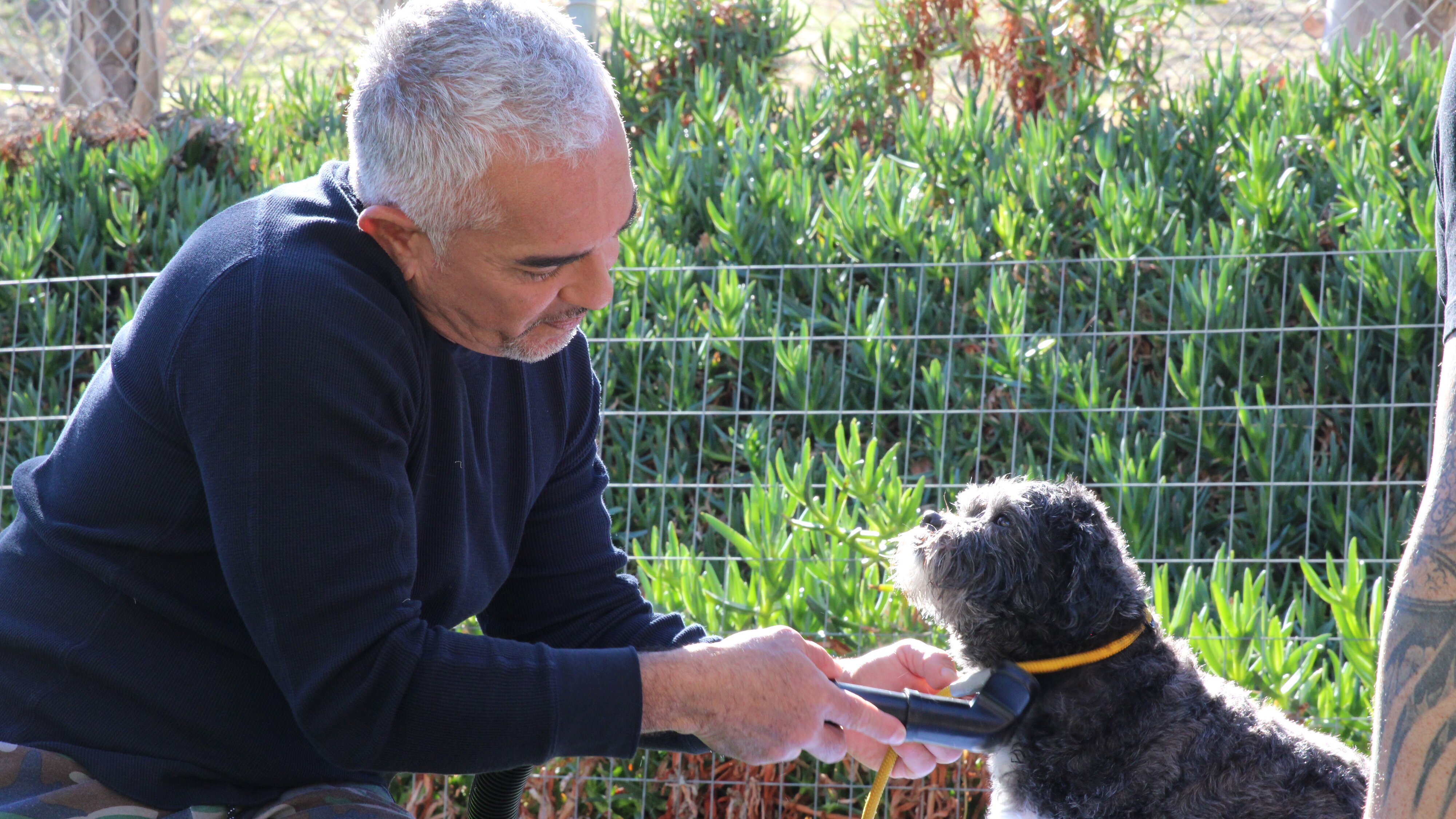 Cesar Millan: Better Human Better Dog – Bessere Menschen, bessere Hunde