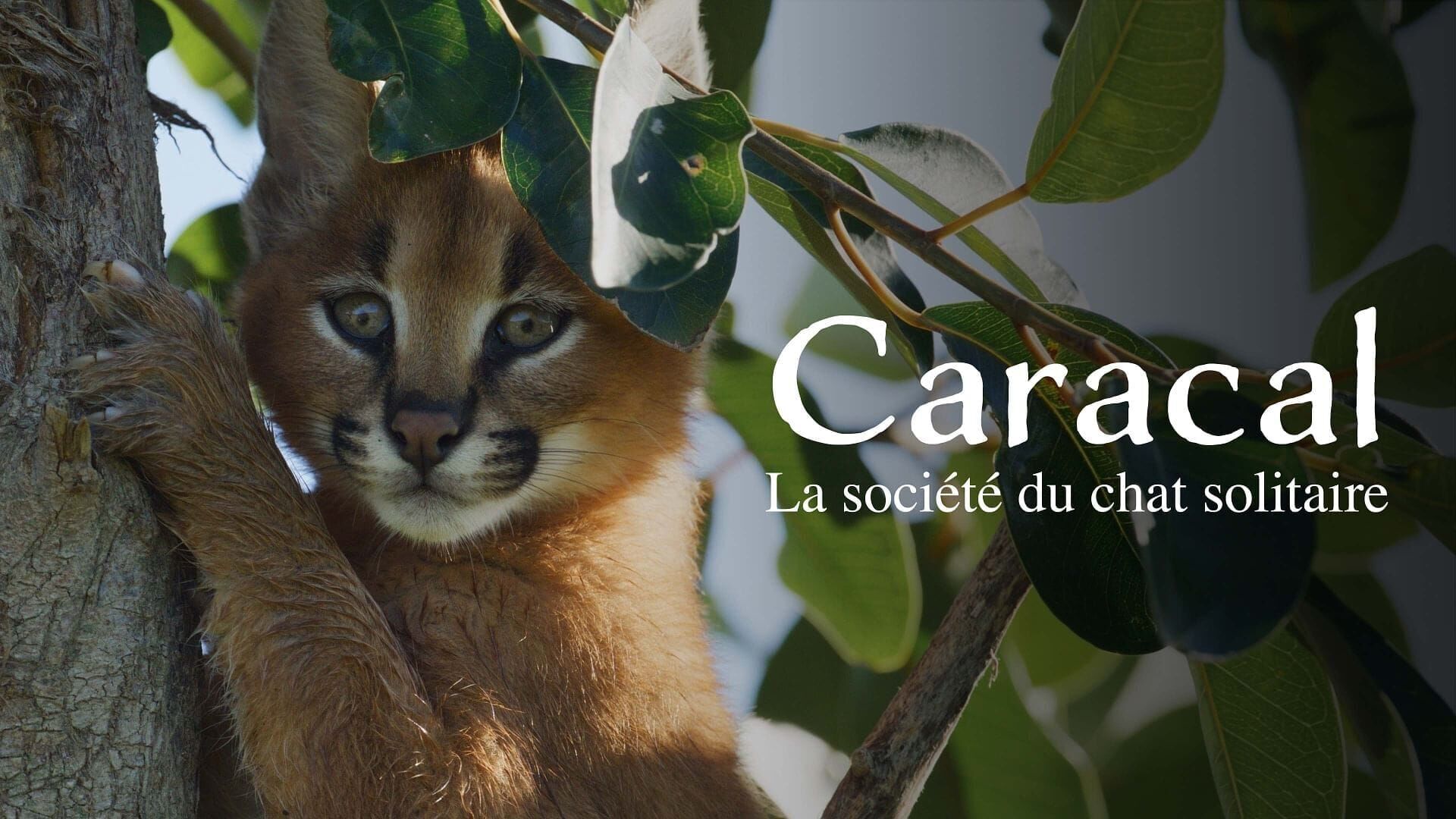 Karakal-Katze – Von der Savanne nach Kapstadt