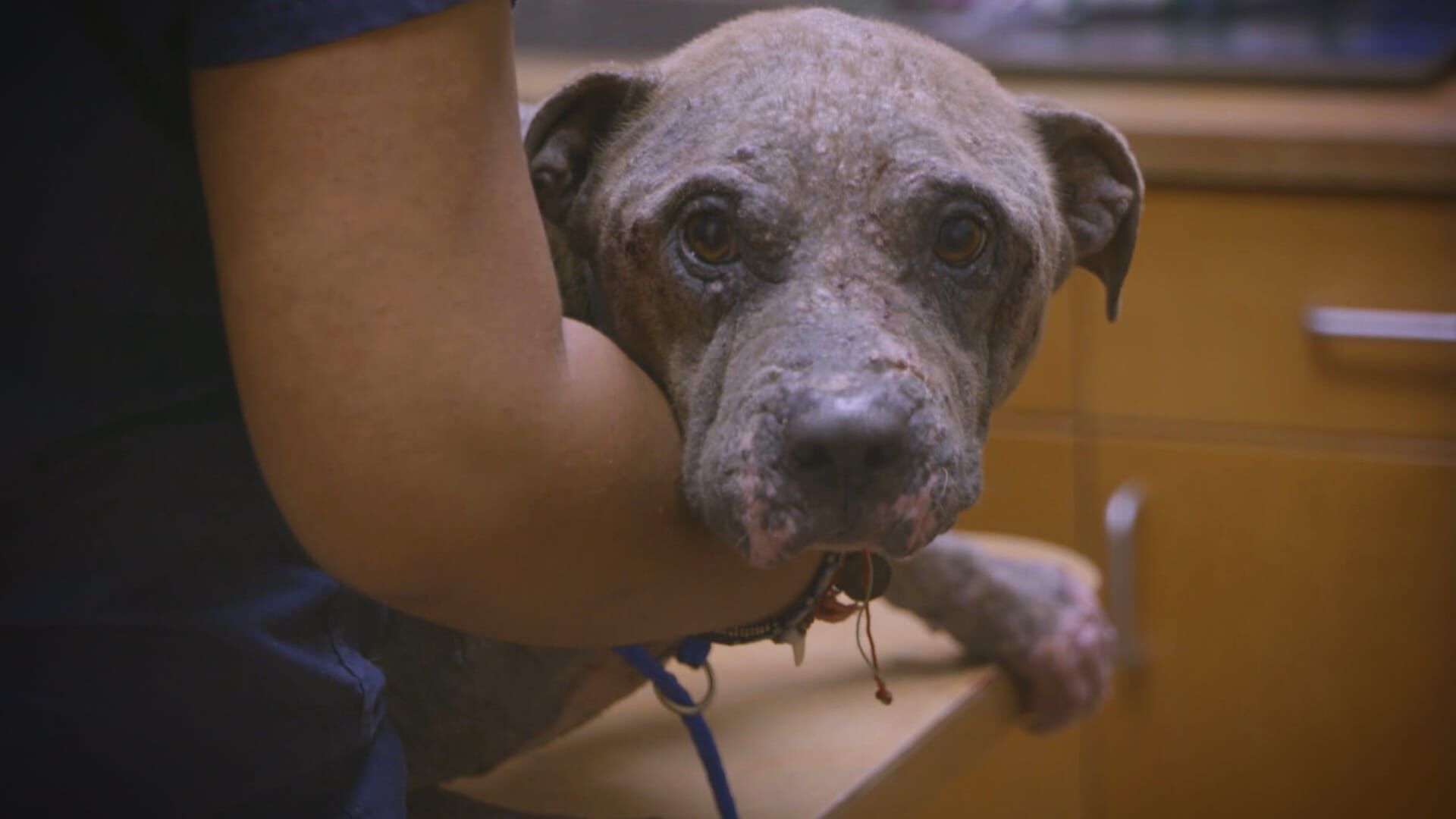 Pitbulls auf Bewährung