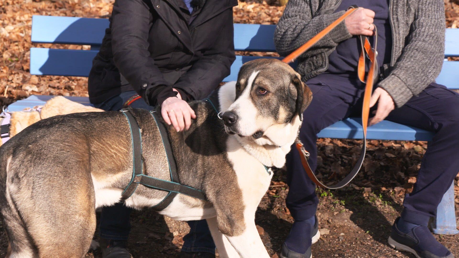 Die großen Hunde – Mit Martin Rütter