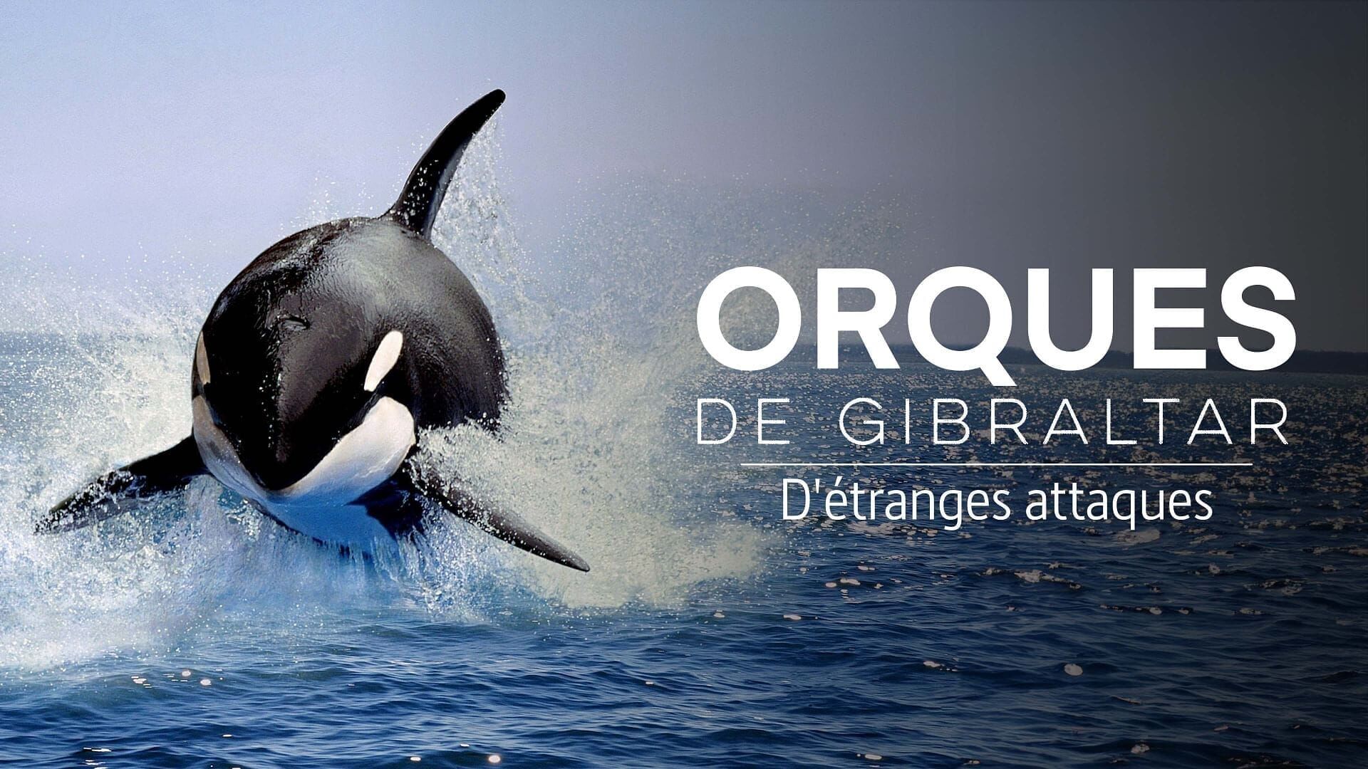 Achtung Orcas!