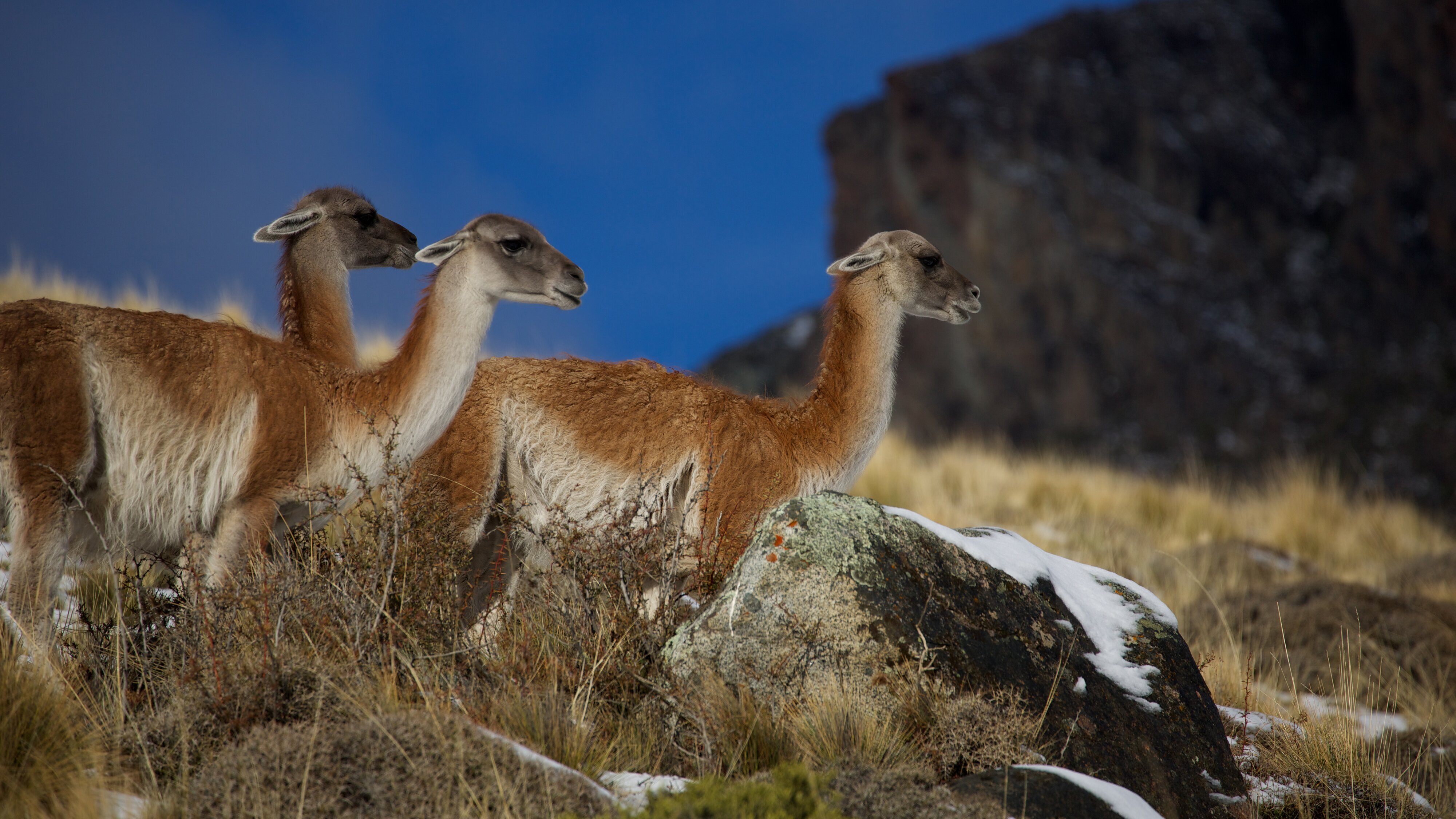 Wildes Patagonien