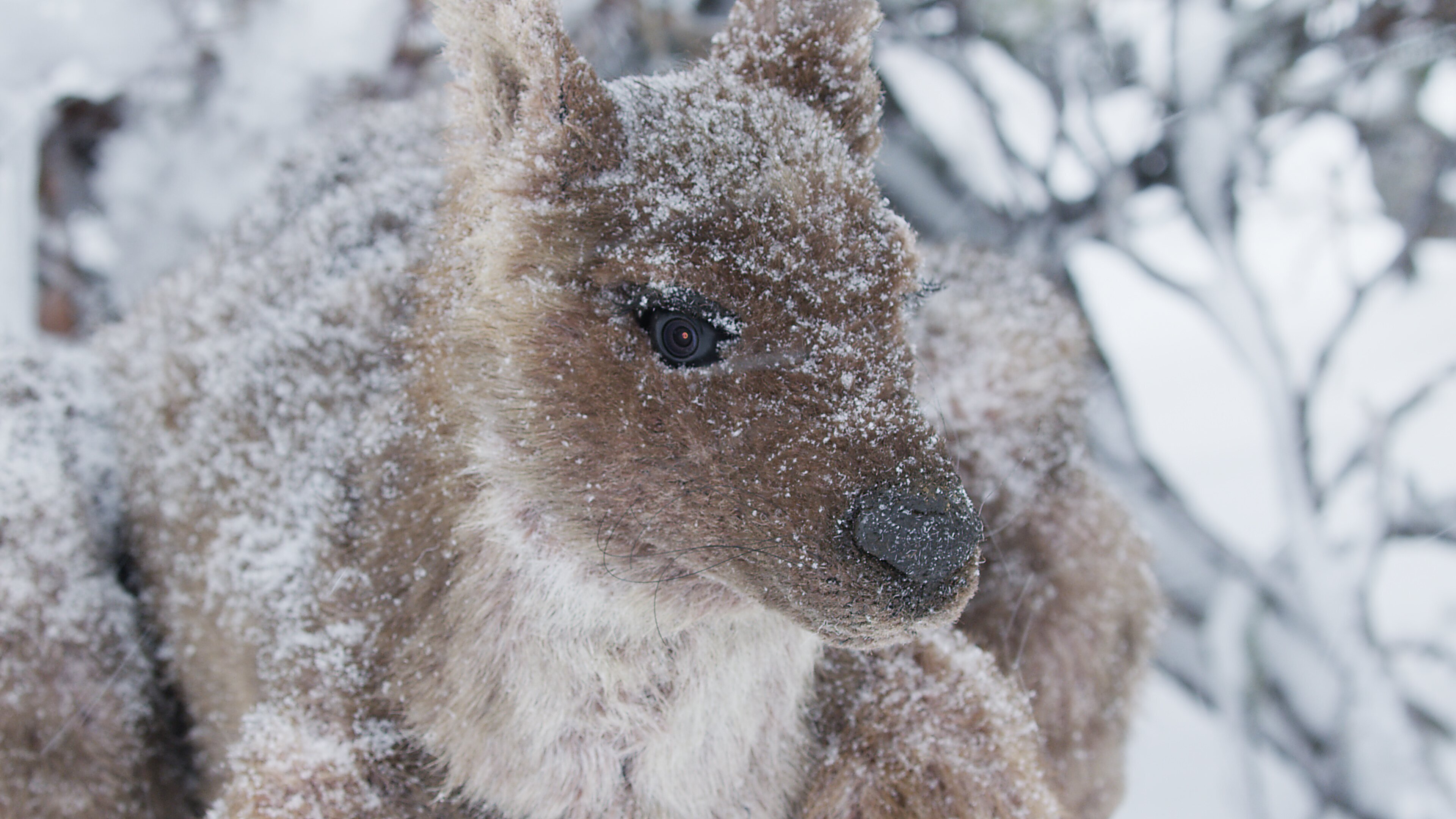 Abenteuer Winter – Tiere im Schnee