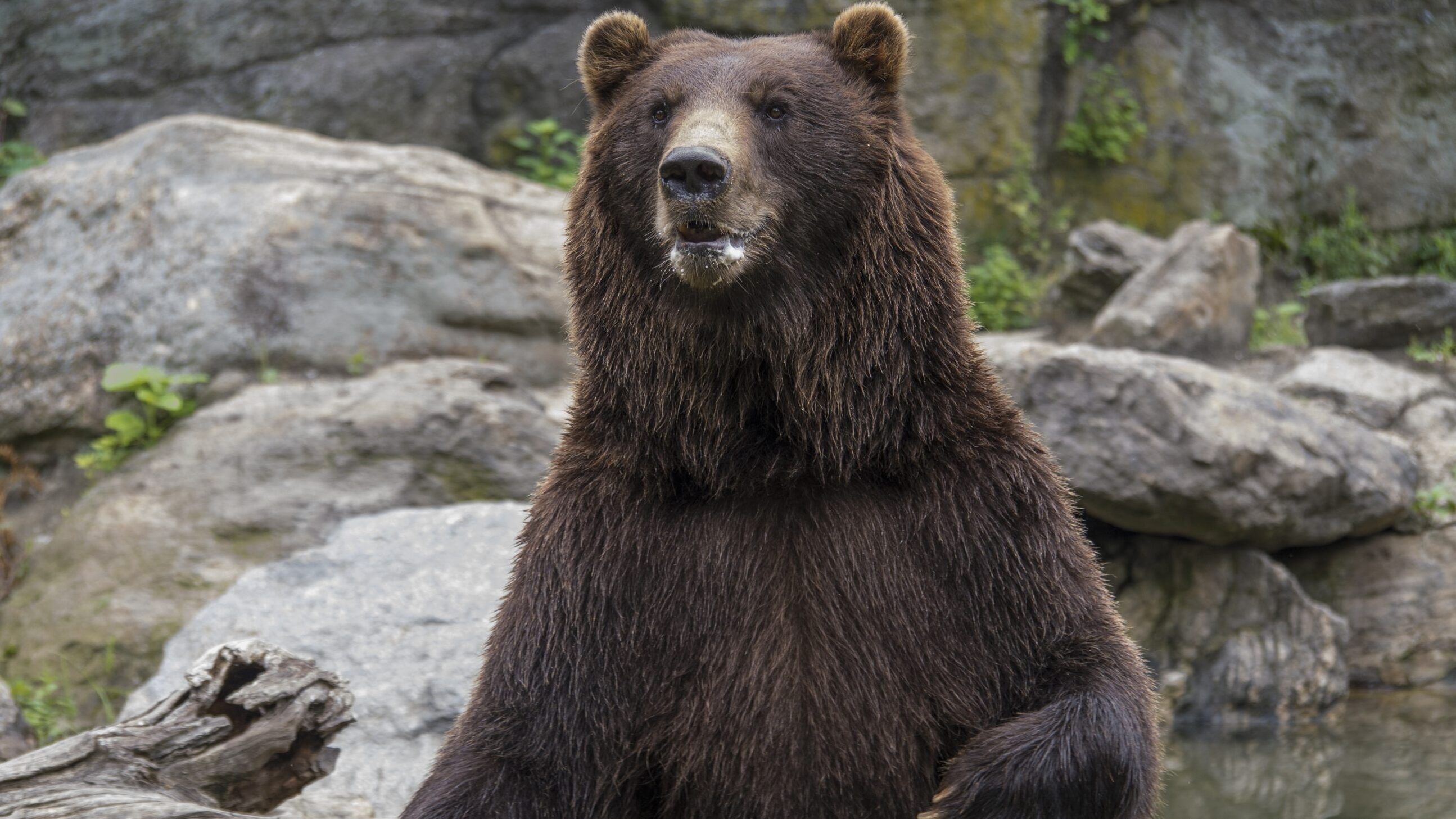 Bronx Zoo – Tierpark der Superlative