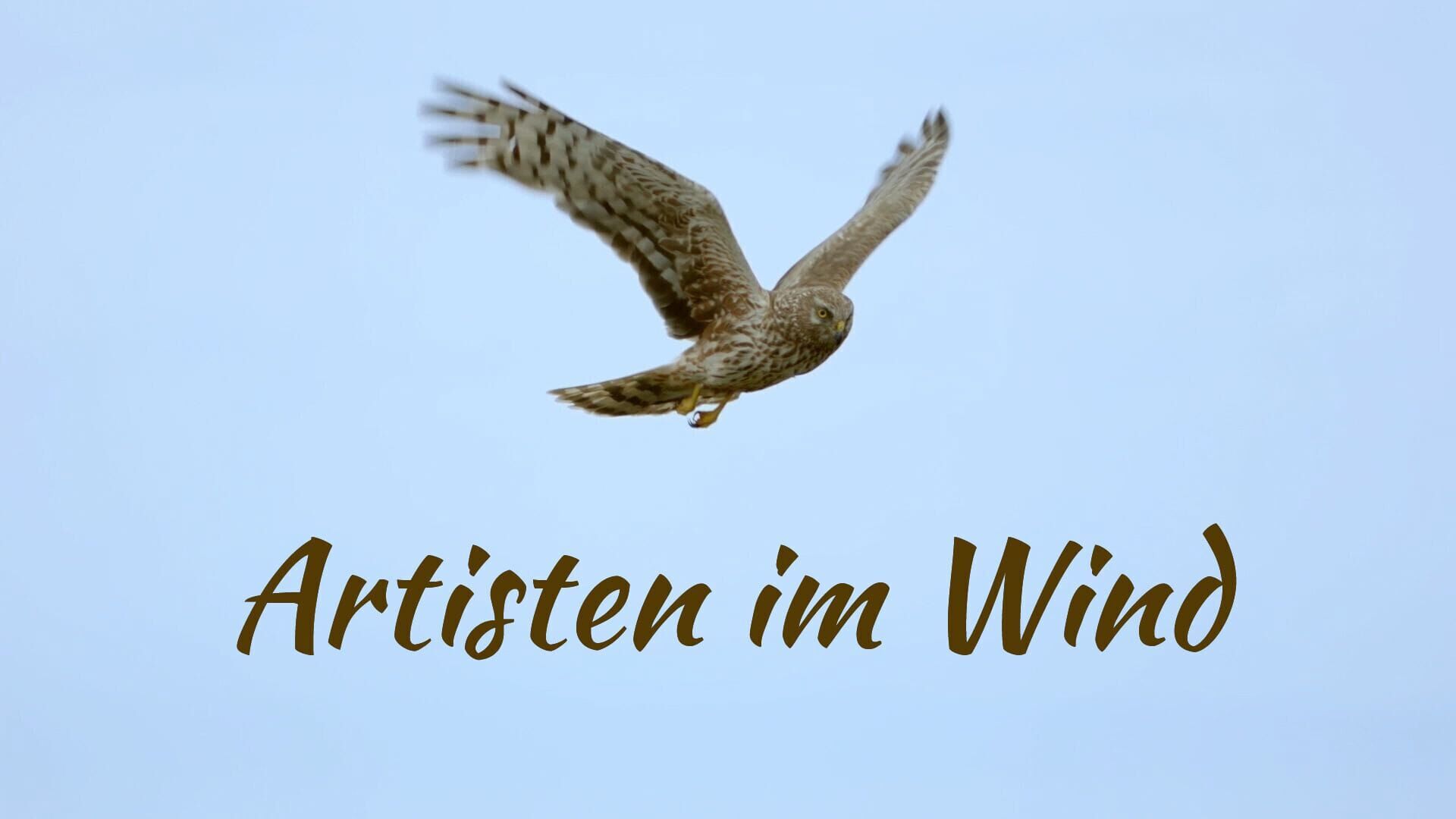 Artisten im Wind-Milane und Weihen