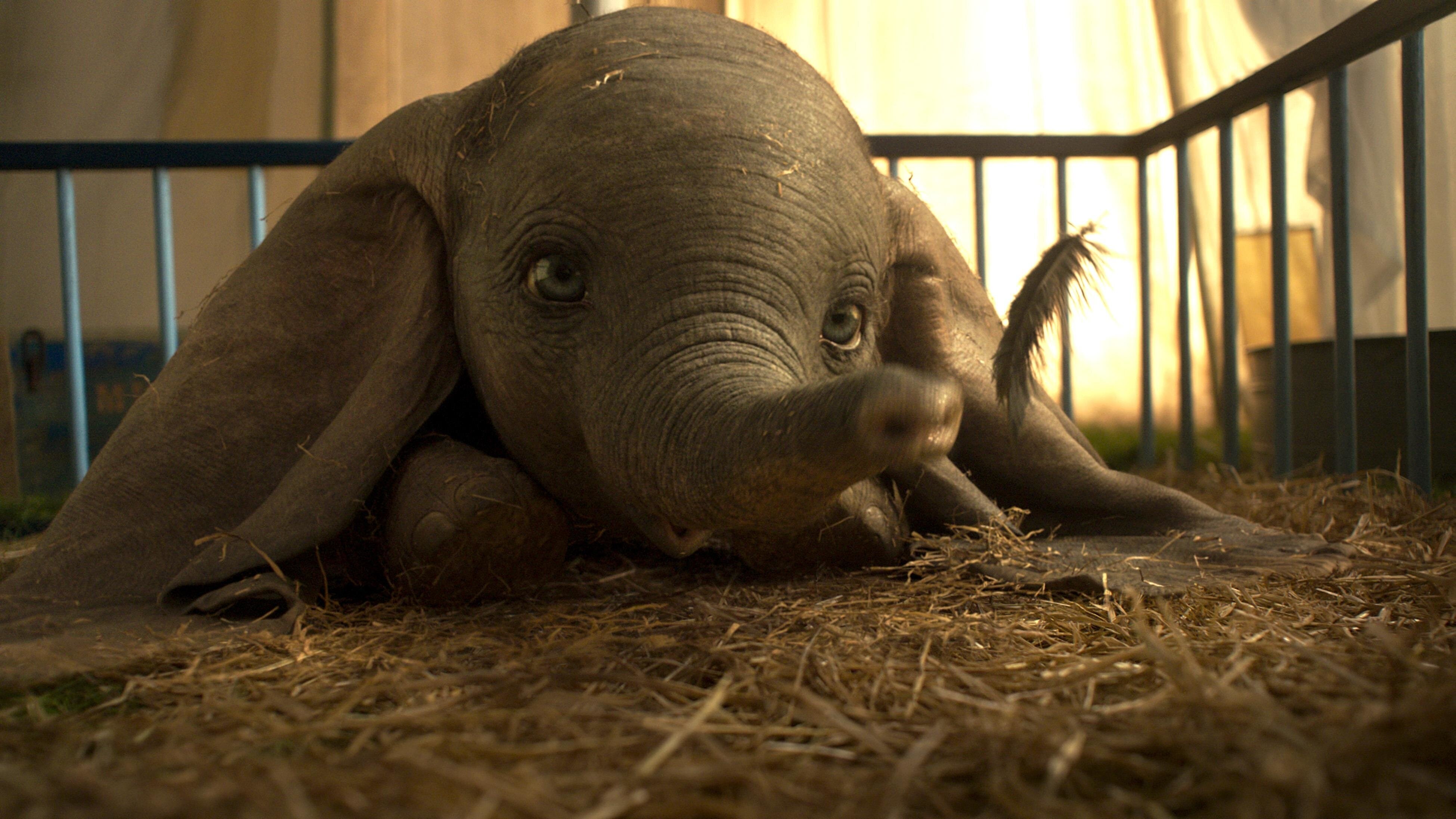 Dumbo