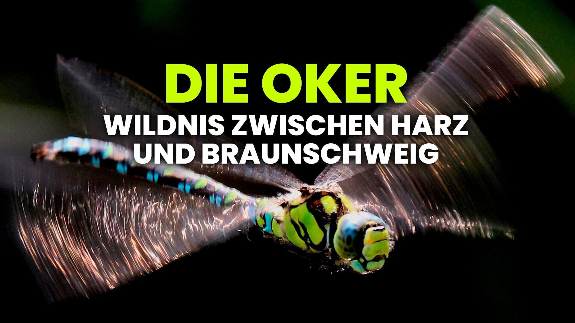 Die Oker – Wildnis zwischen Harz und Braunschweig