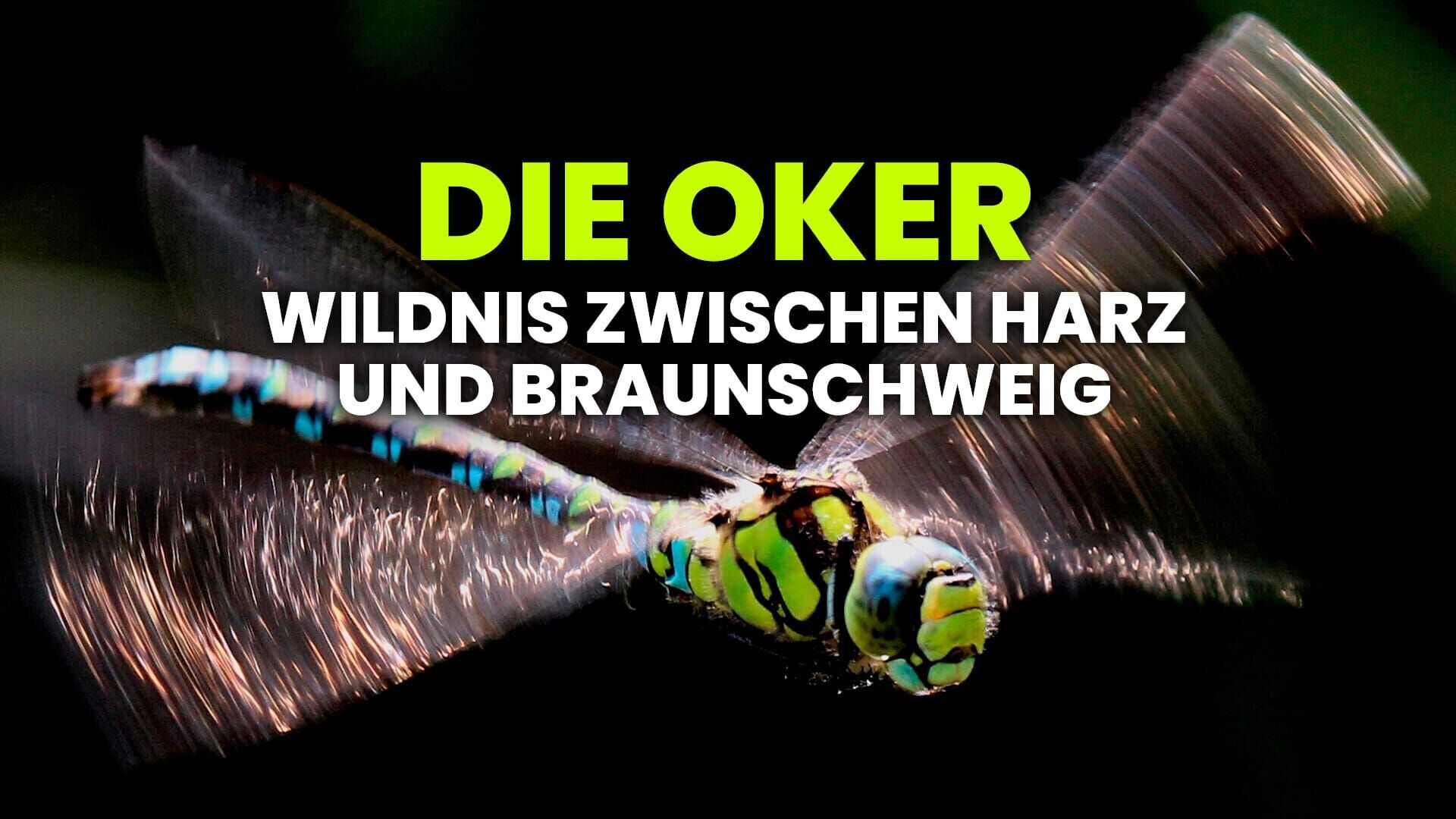 Die Oker – Braunschweigs Auenland