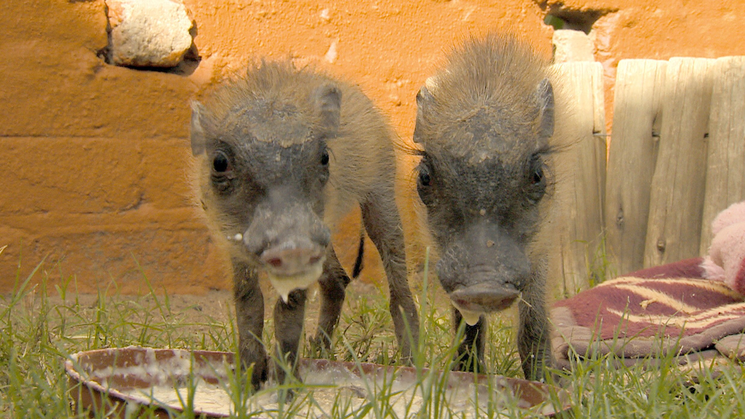 Das Waisenhaus für wilde Tiere