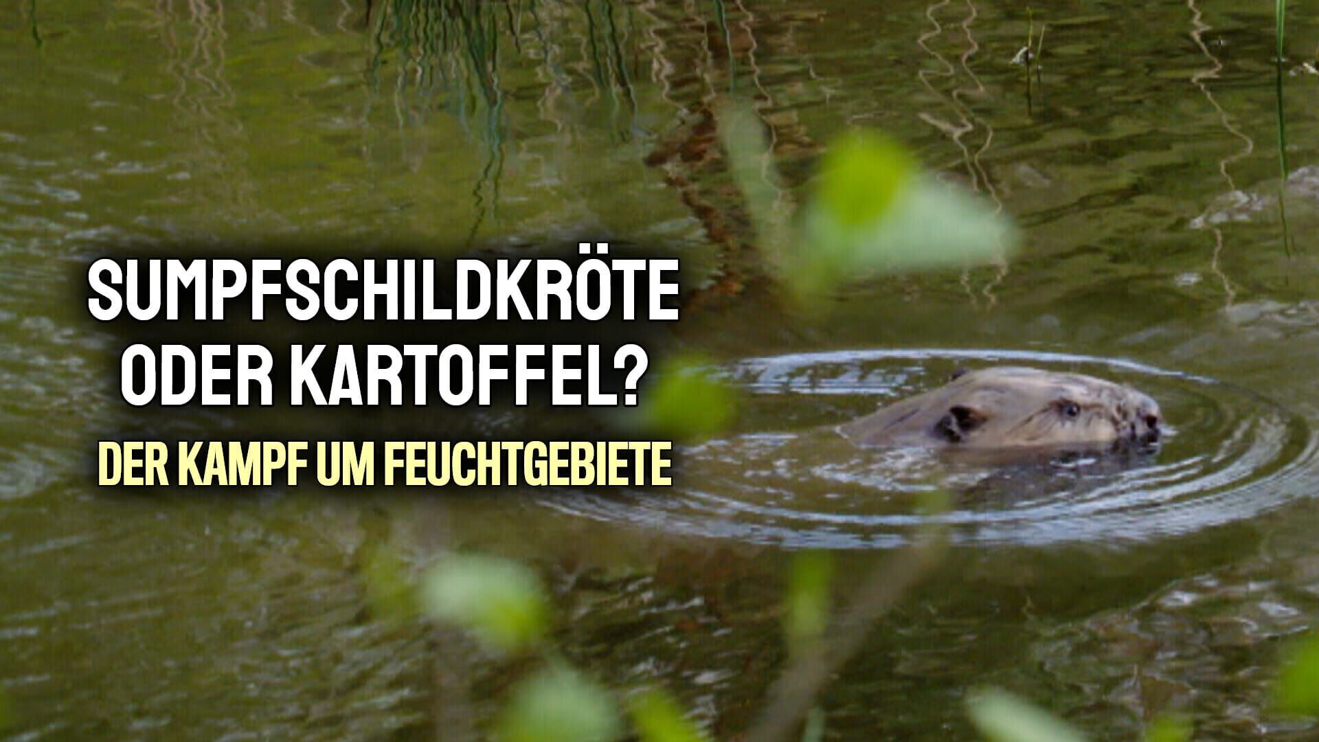 Sumpfschildkröte oder Kartoffel? Der Kampf um Feuchtgebiete