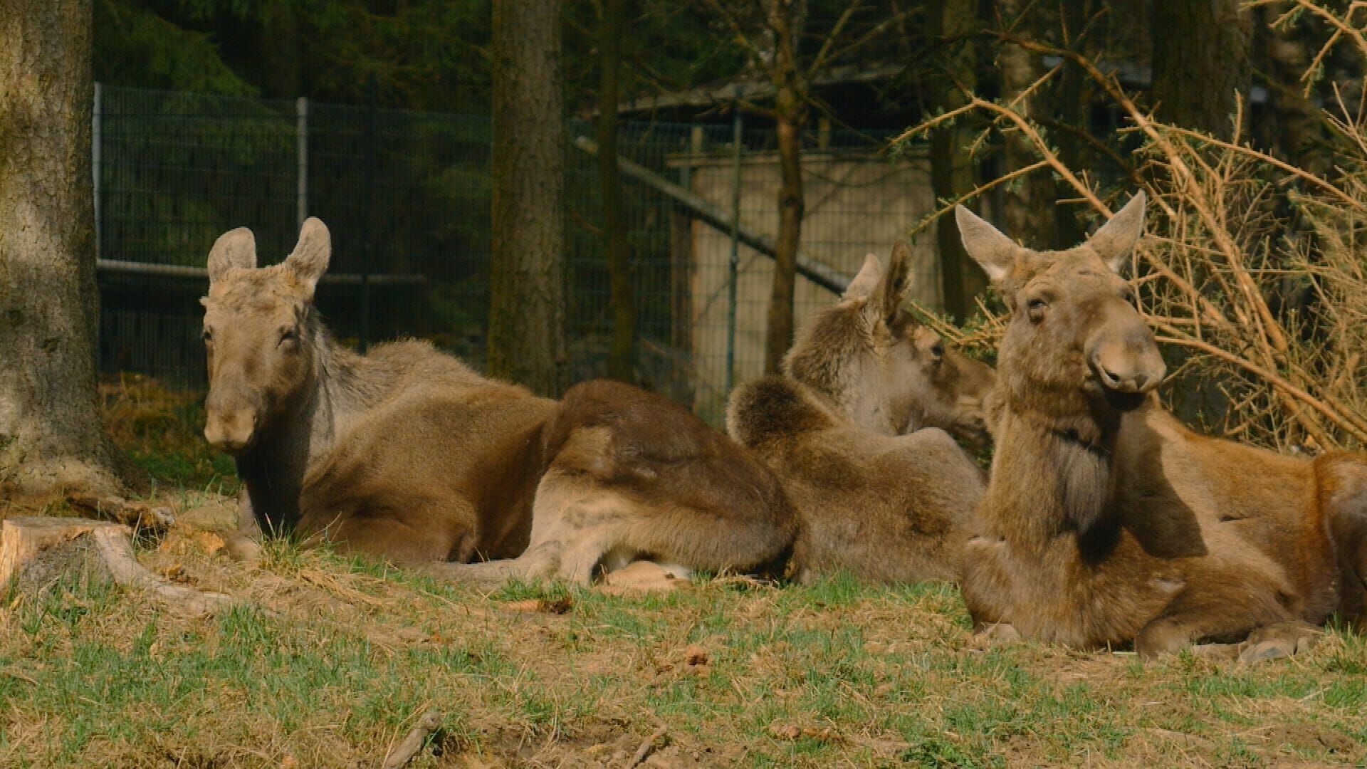 Anna und die wilden Tiere