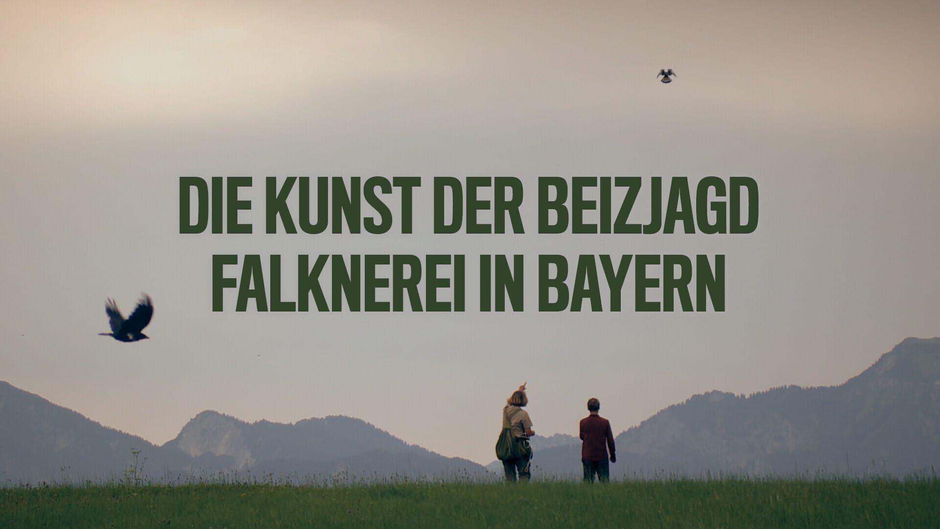 Die Kunst der Beizjagd – Falknerei in Bayern