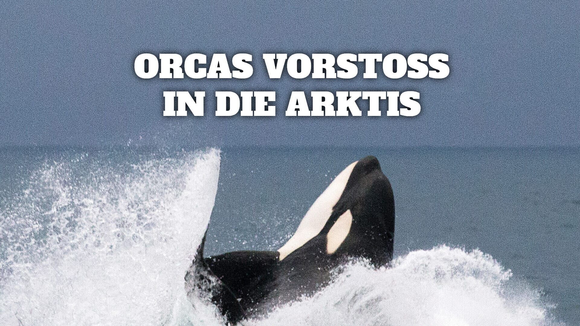 Orcas – Vorstoß in die Arktis