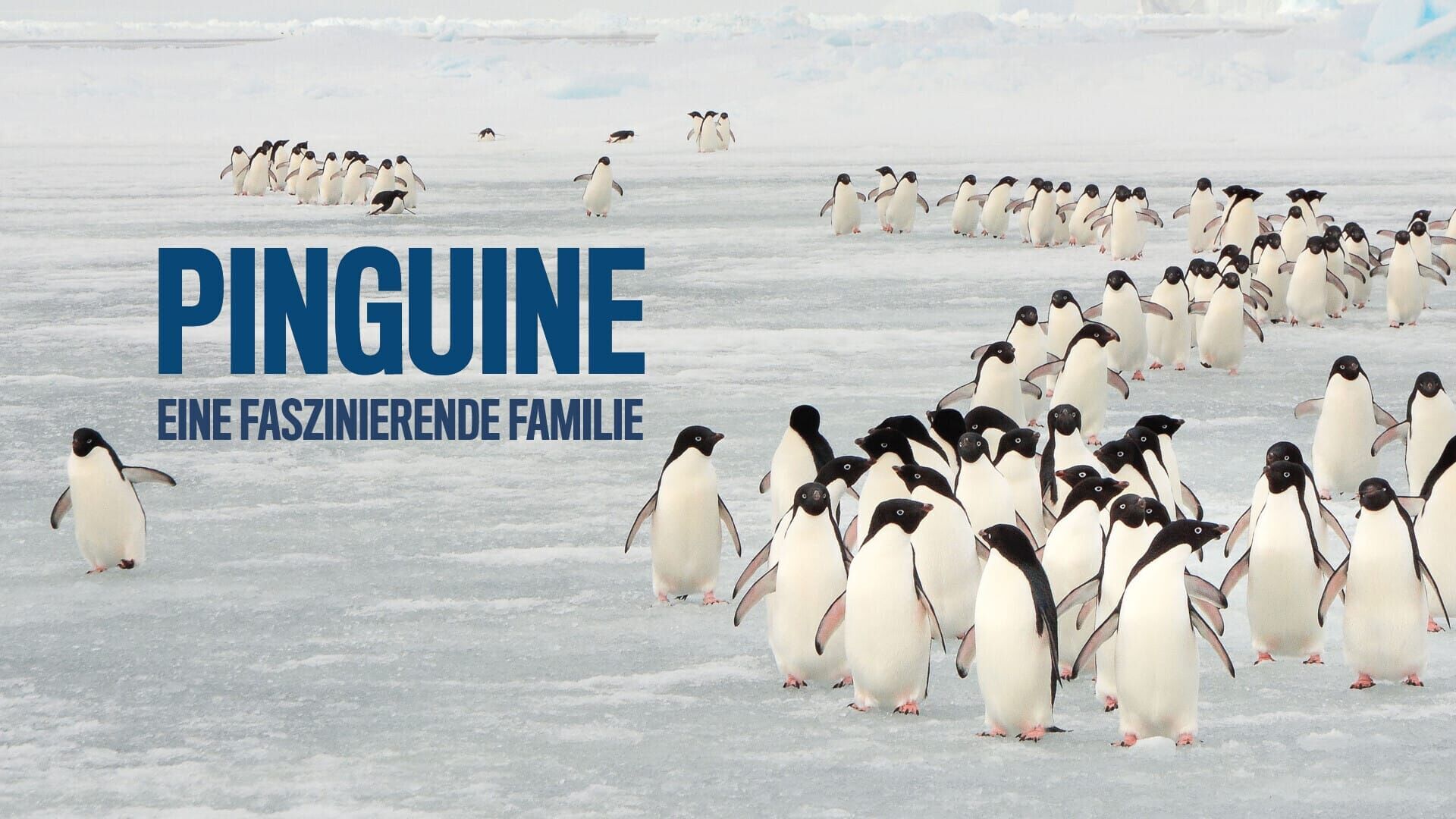 Pinguine – Eine faszinierende Familie