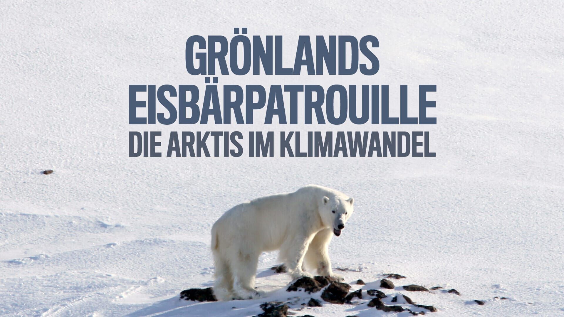 Grönlands Eisbärpatrouille