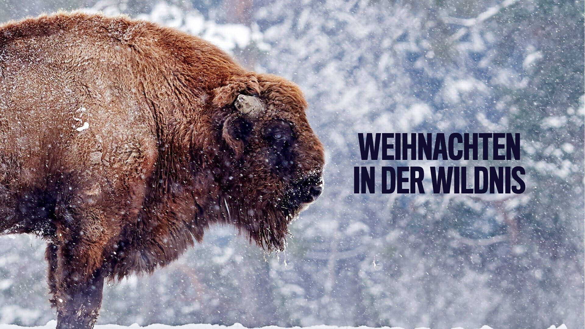 Weihnachten in der Wildnis