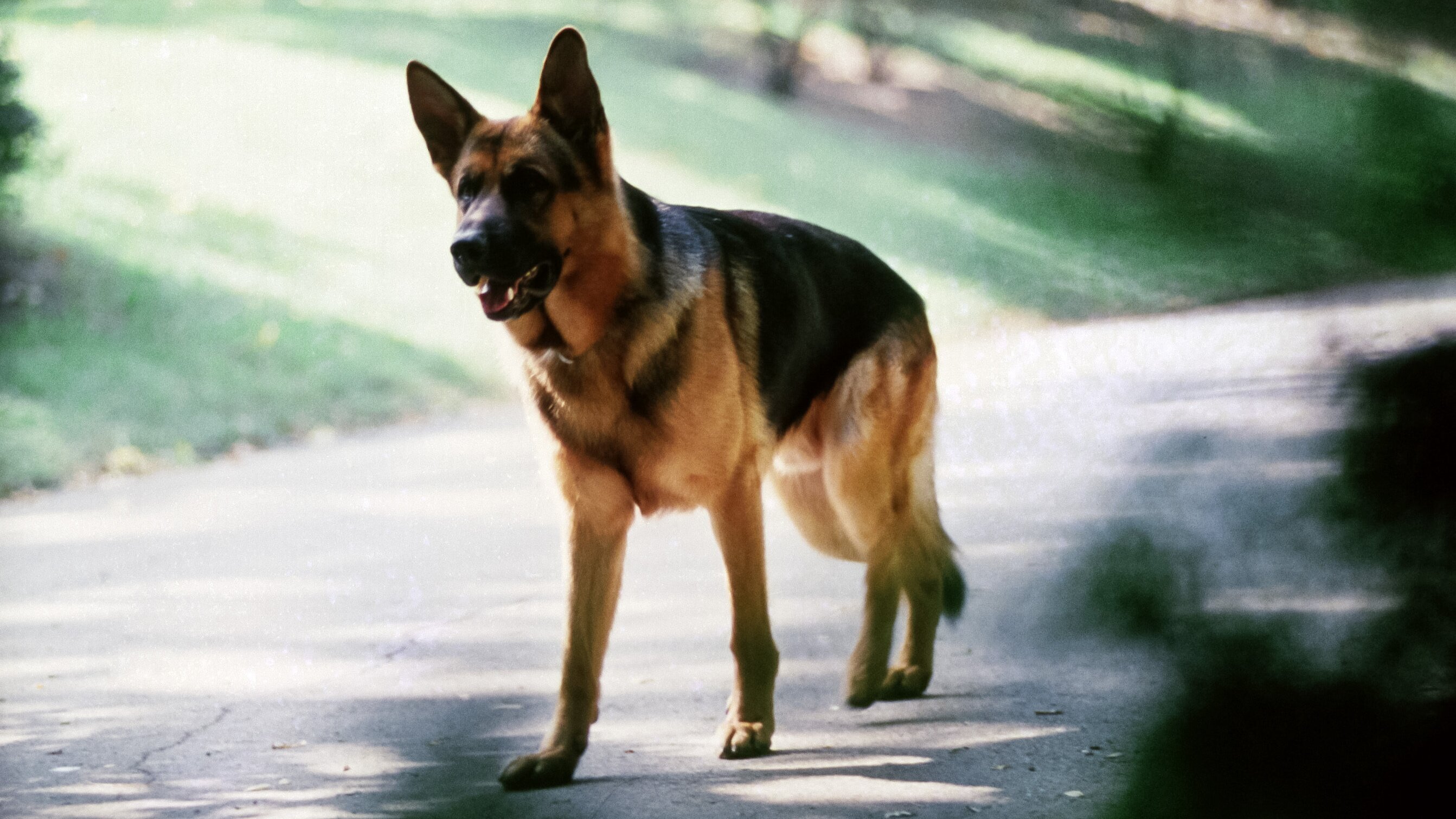 Kommissar Rex