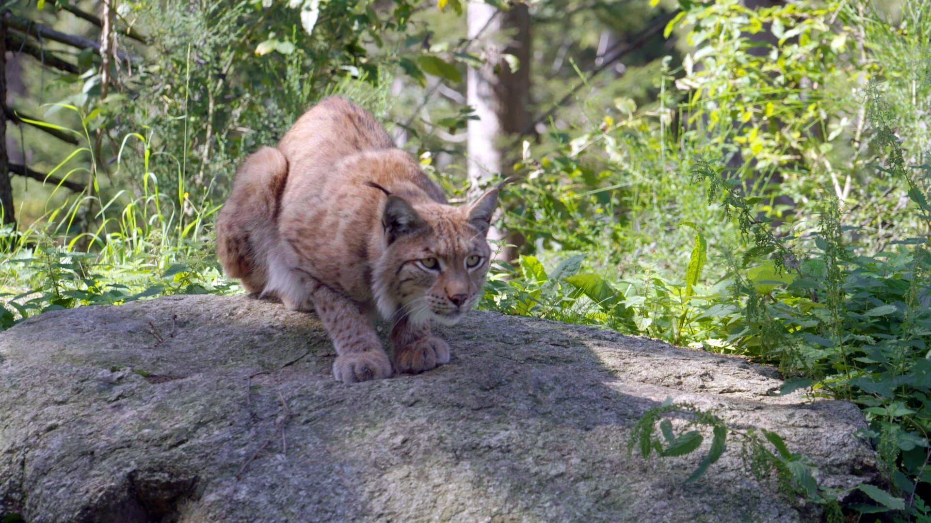 Pia und die wilden Tiere