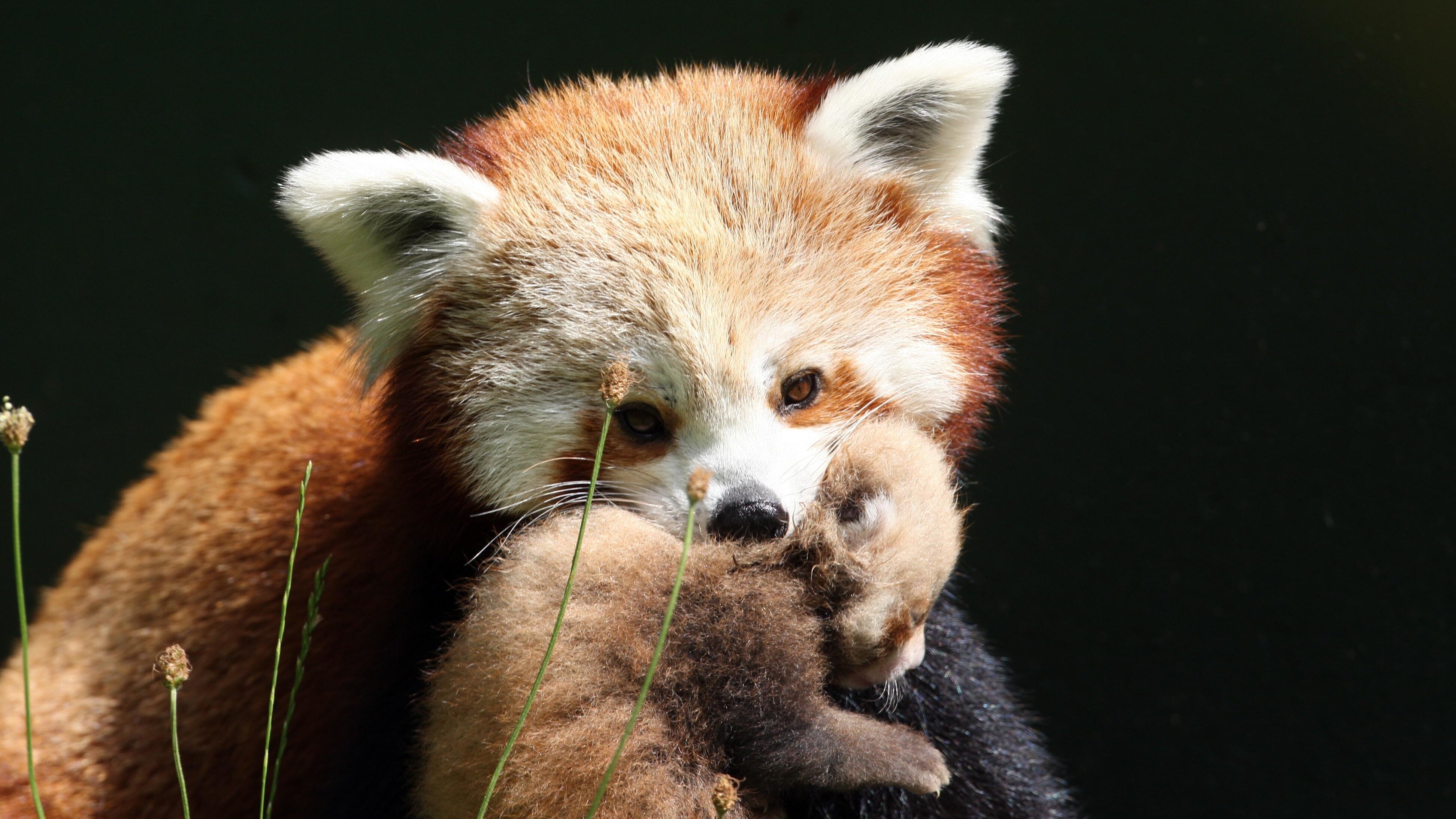 Bronx Zoo – Tierpark der Superlative
