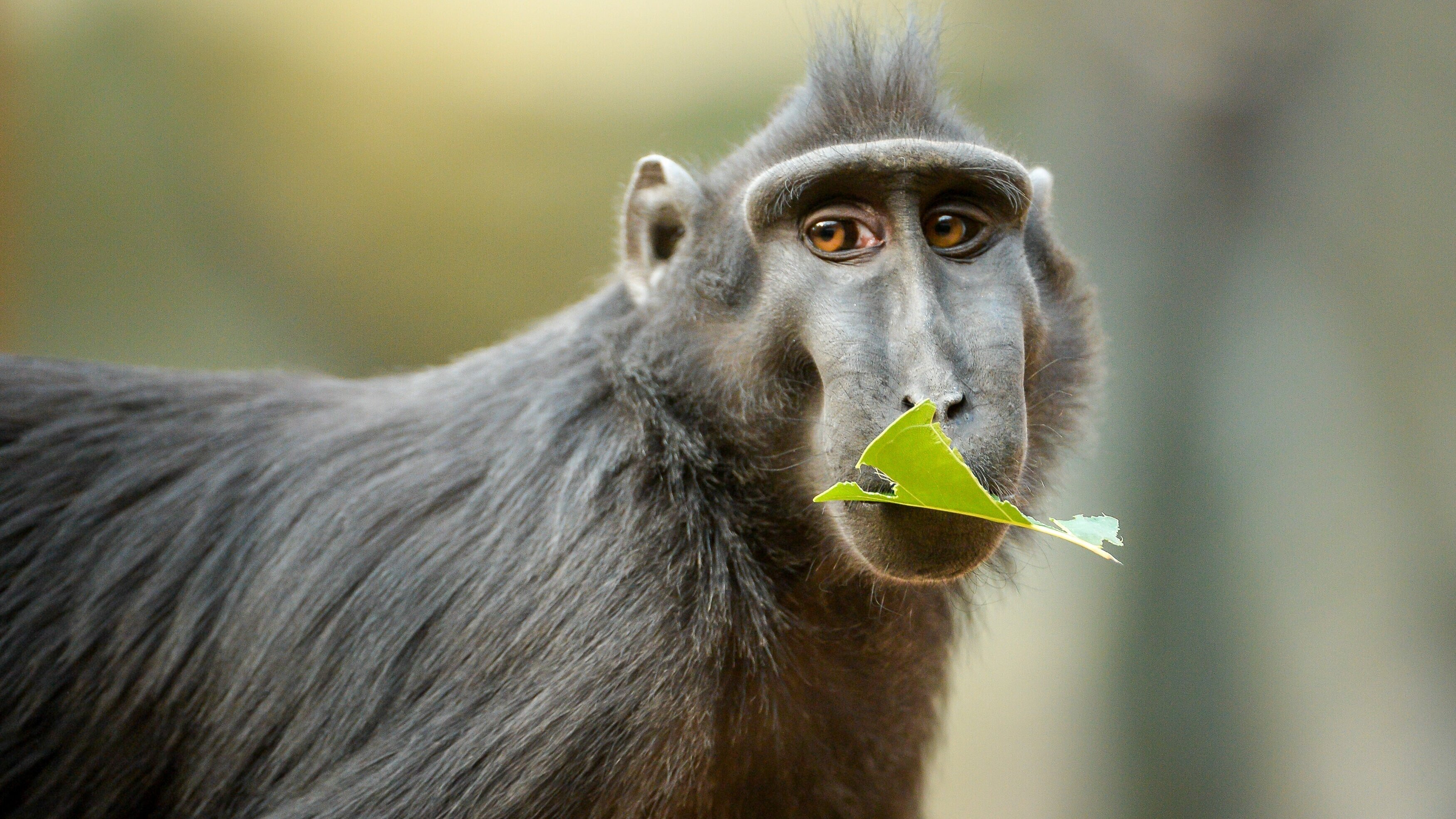 Zoo und so – Tierisch wild!