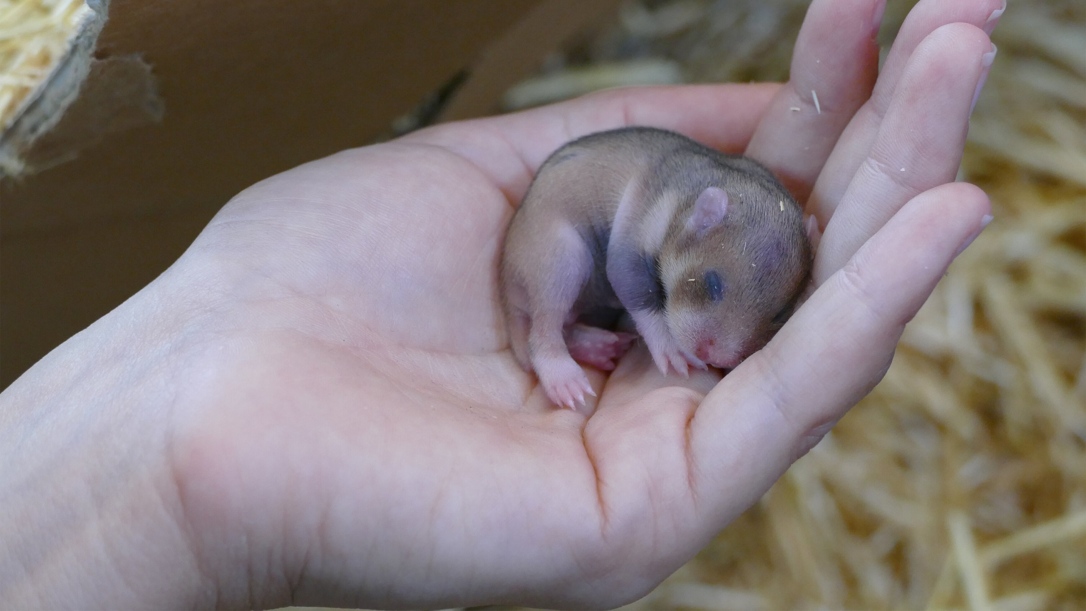 Anna und die wilden Tiere