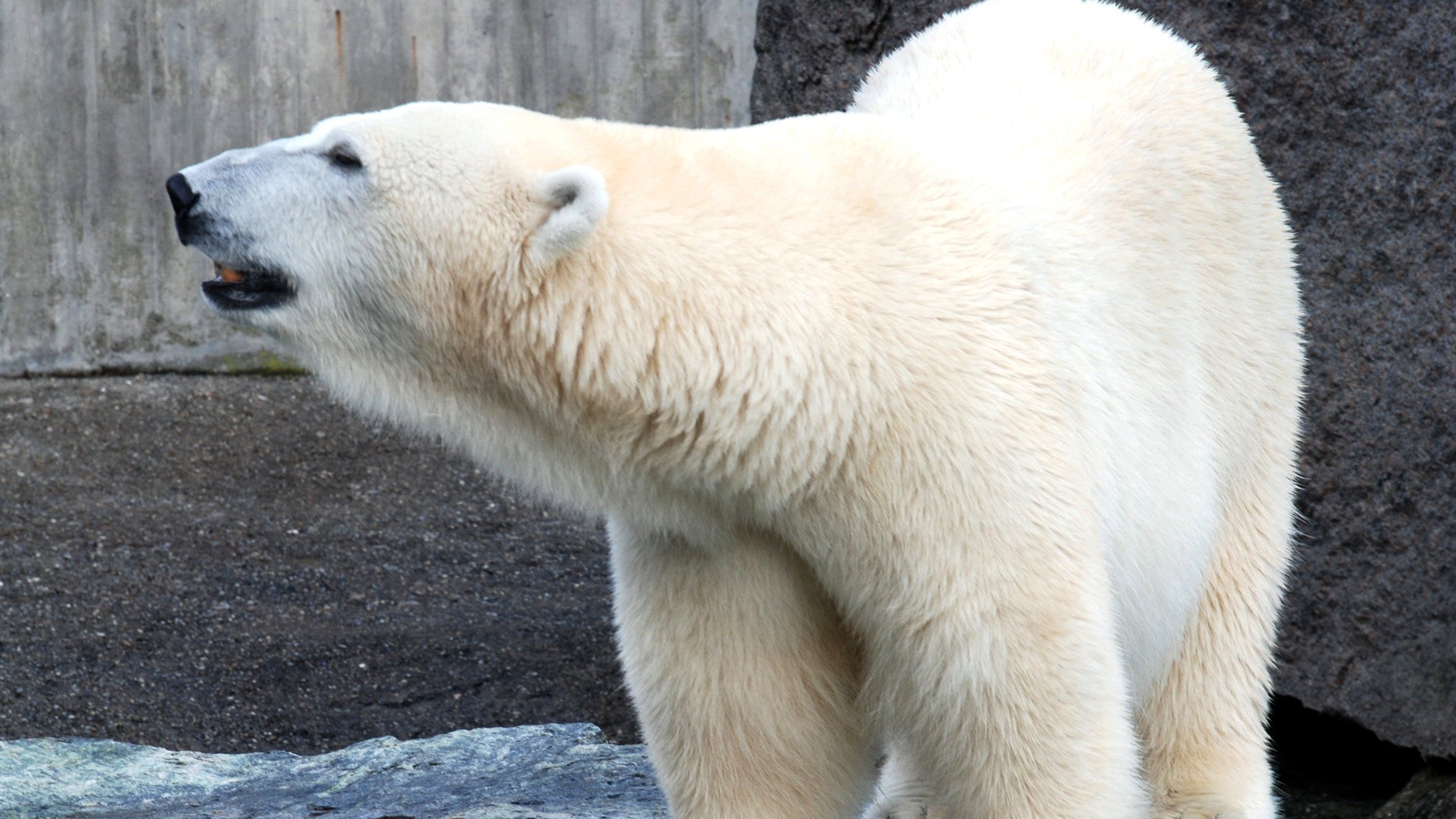 Eisbär, Affe & Co.