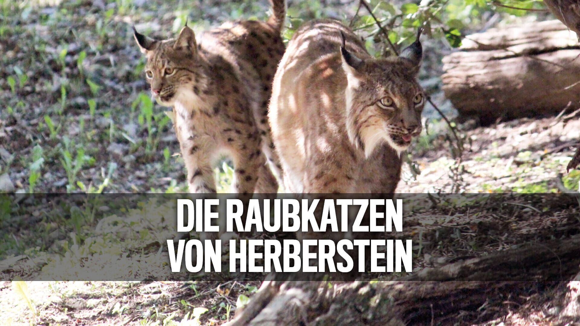 Die Raubkatzen von Herberstein