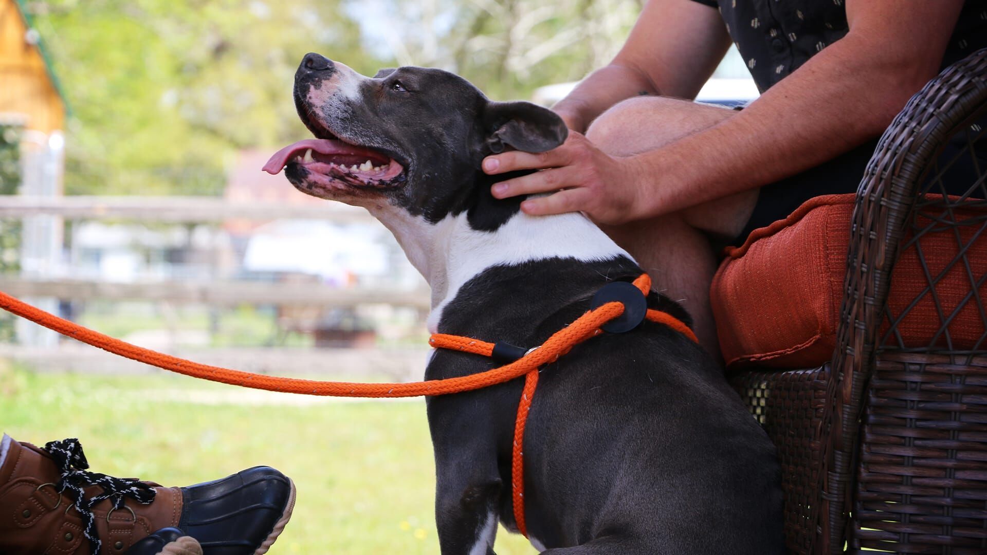 Pitbulls auf Bewährung