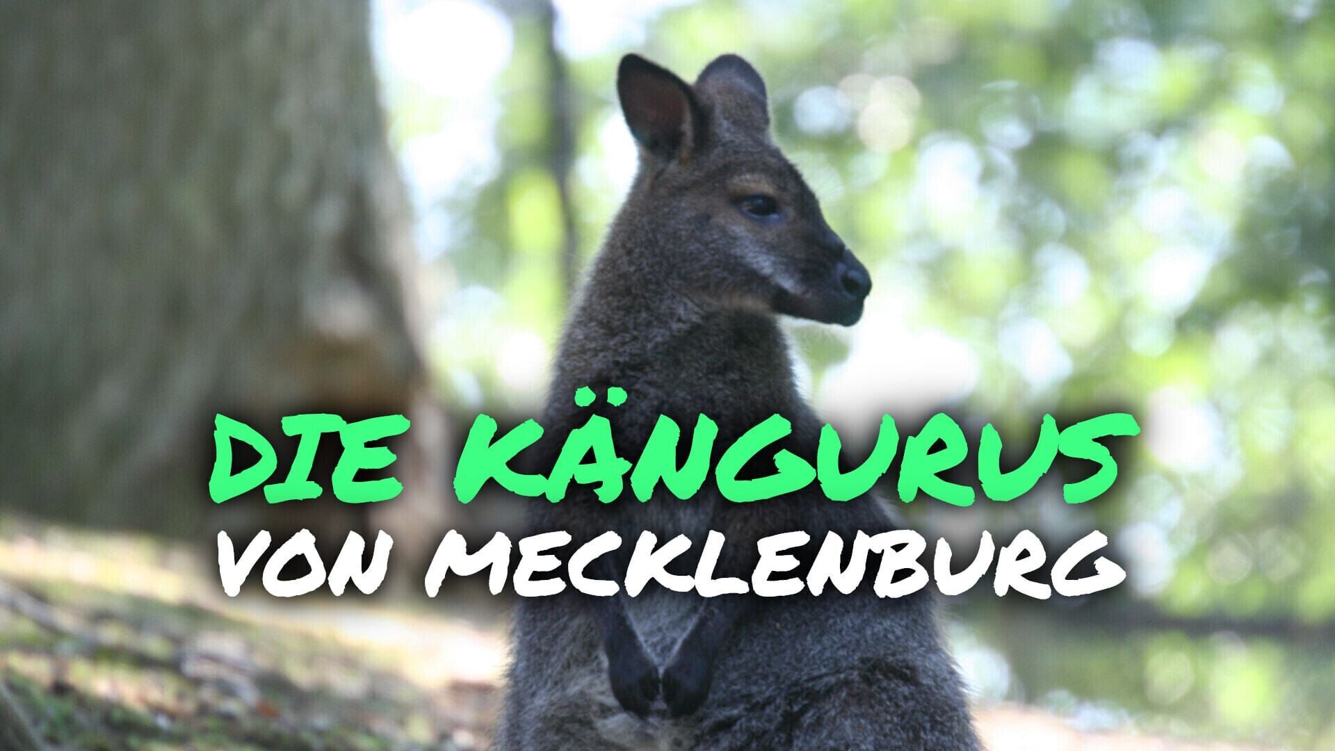 Die Kängurus von Mecklenburg