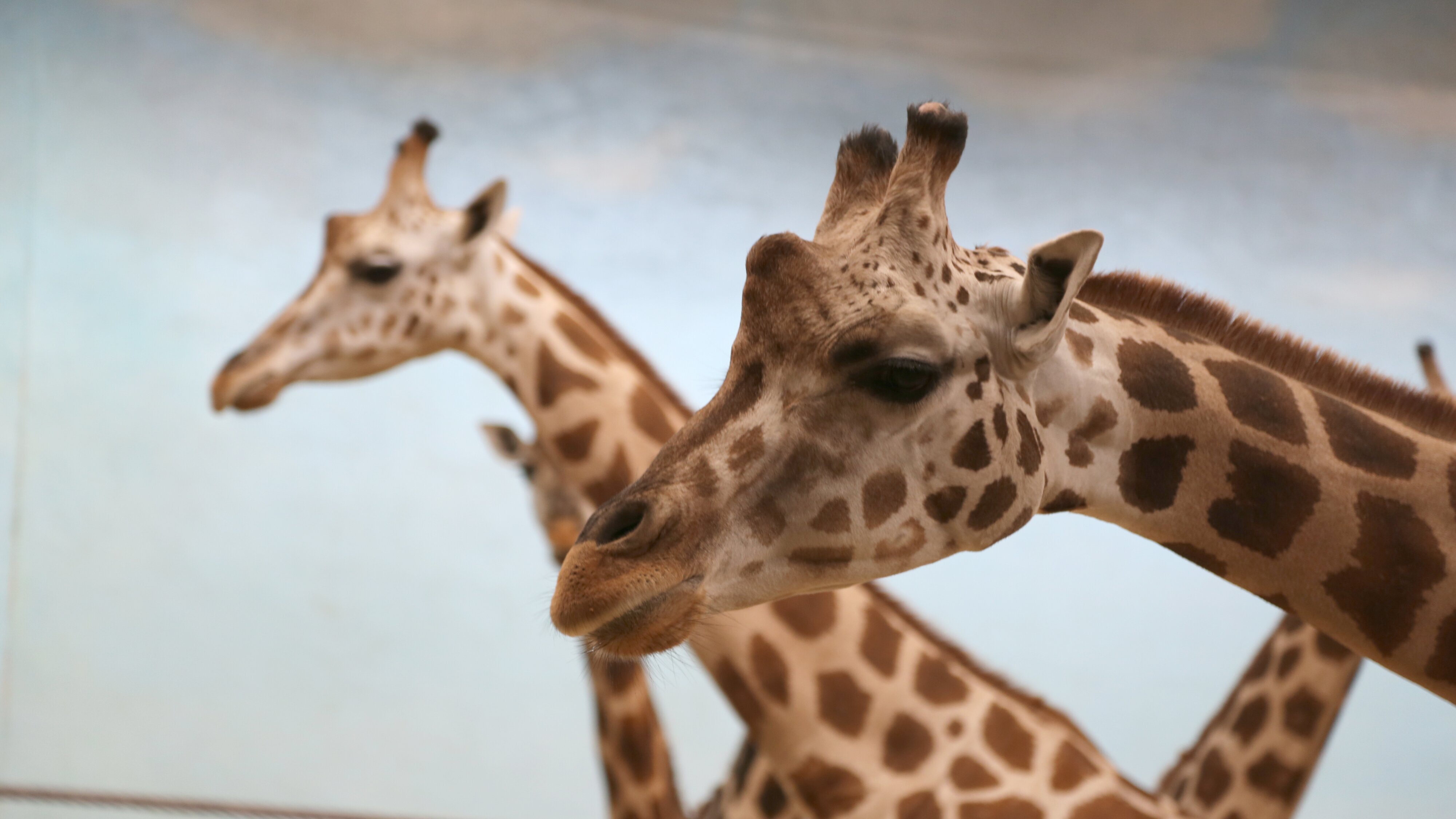Bronx Zoo – Tierpark der Superlative