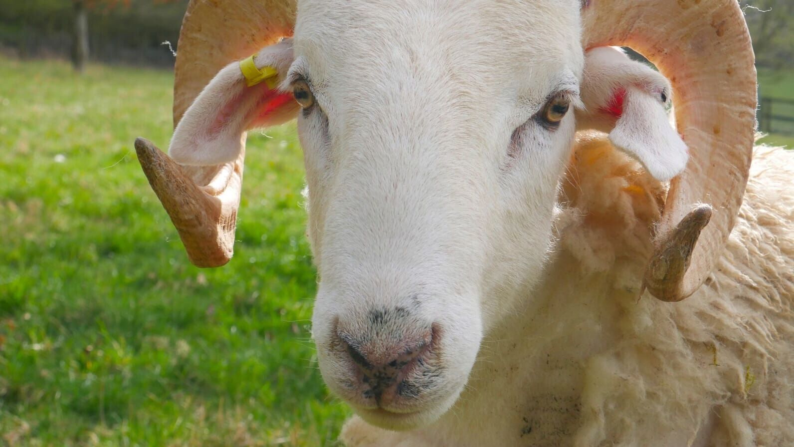 Das verborgene Leben der Bauernhoftiere
