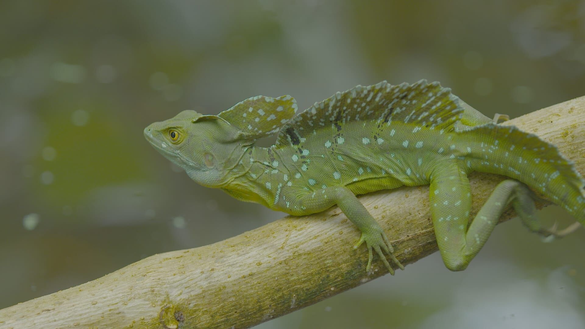Costa Rica-Das pralle Leben
