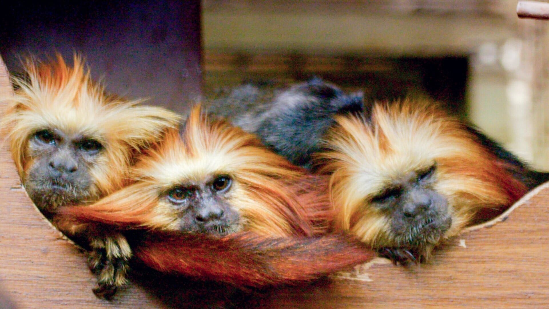 Zoo und so – Tierisch wild!