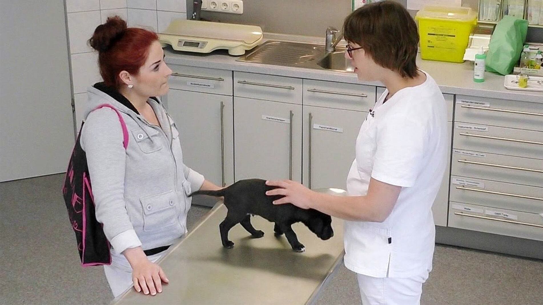 Hautnah: Die Tierklinik
