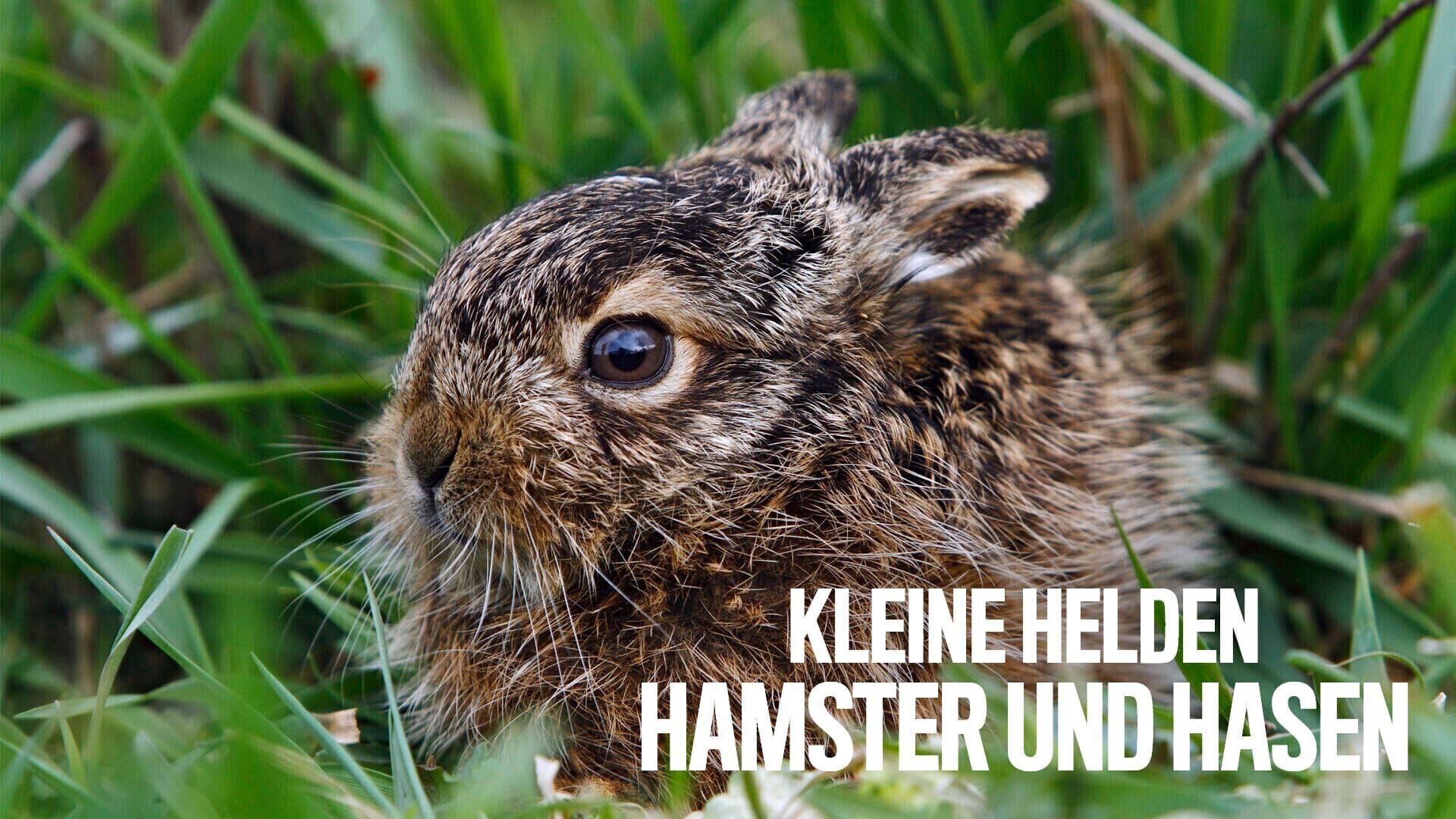 Niedersachsens kleine Helden – Hamster und Hasen