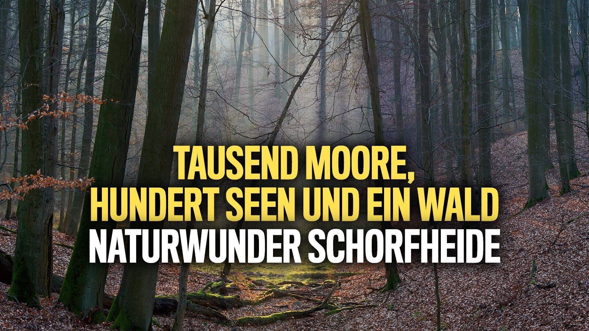 Tausend Moore, hundert Seen und ein Wald