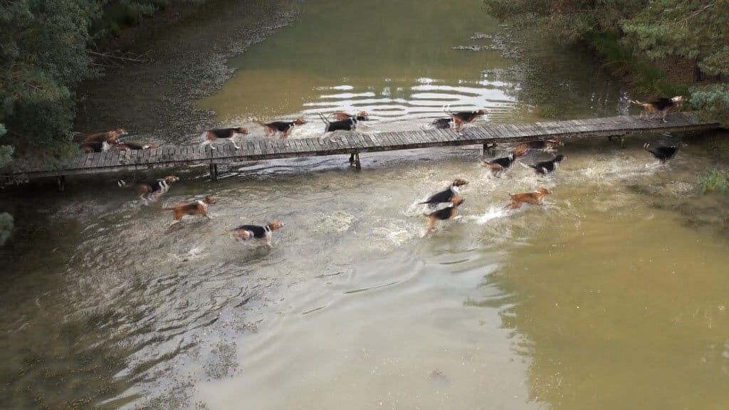 Jagdkumpane – Wie der Hund auf den Menschen kam