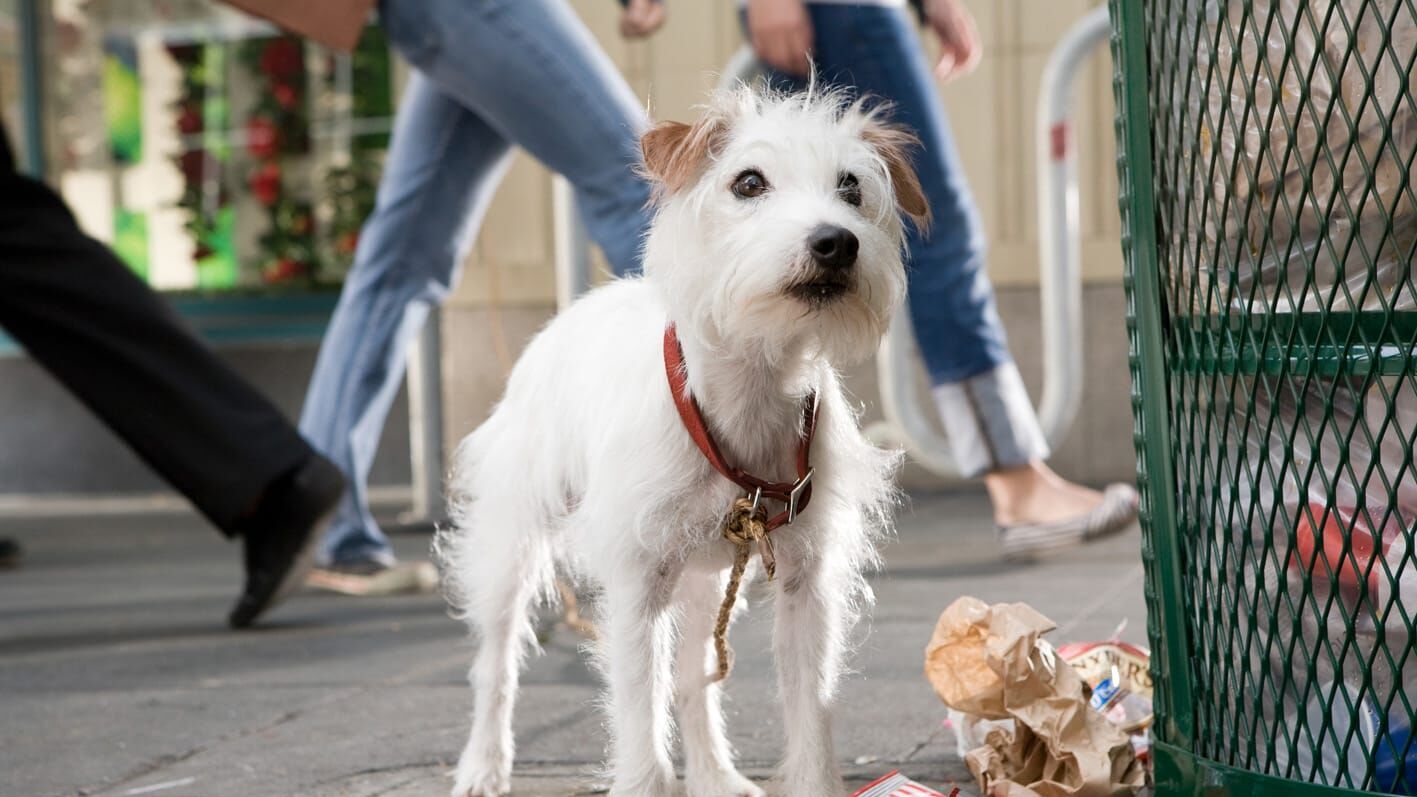 Das Hundehotel