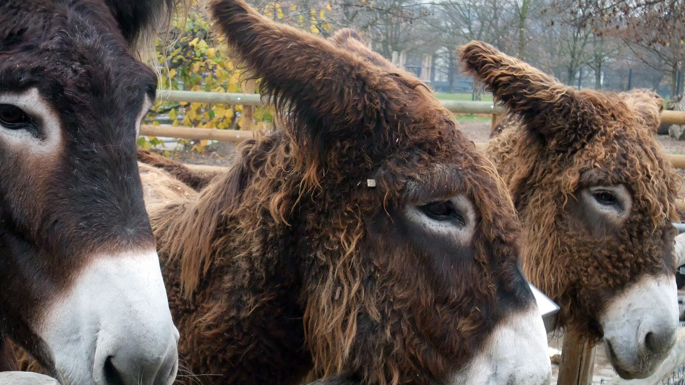 Eisbär, Affe & Co.