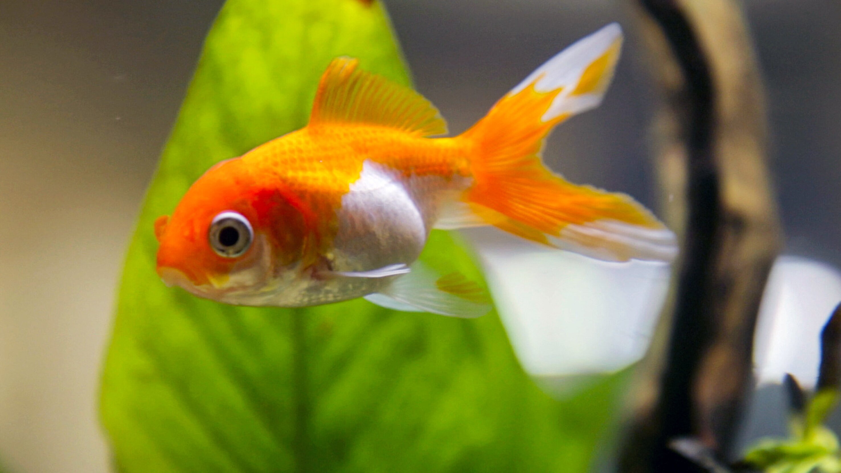 Fische, schlauer als gedacht?