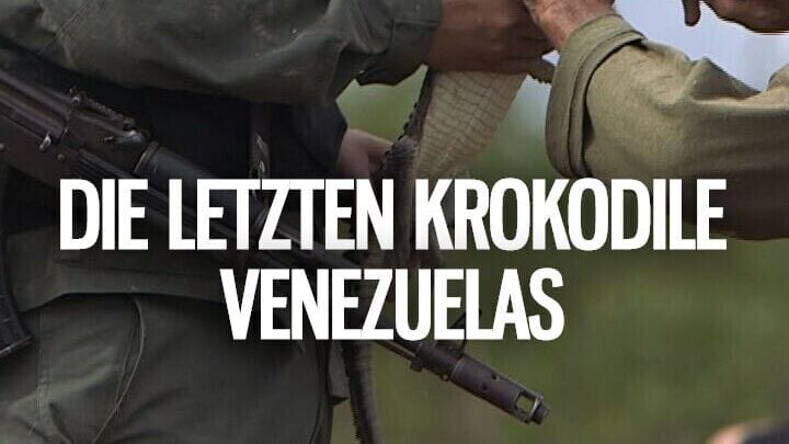 Die letzten Krokodile Venezuelas