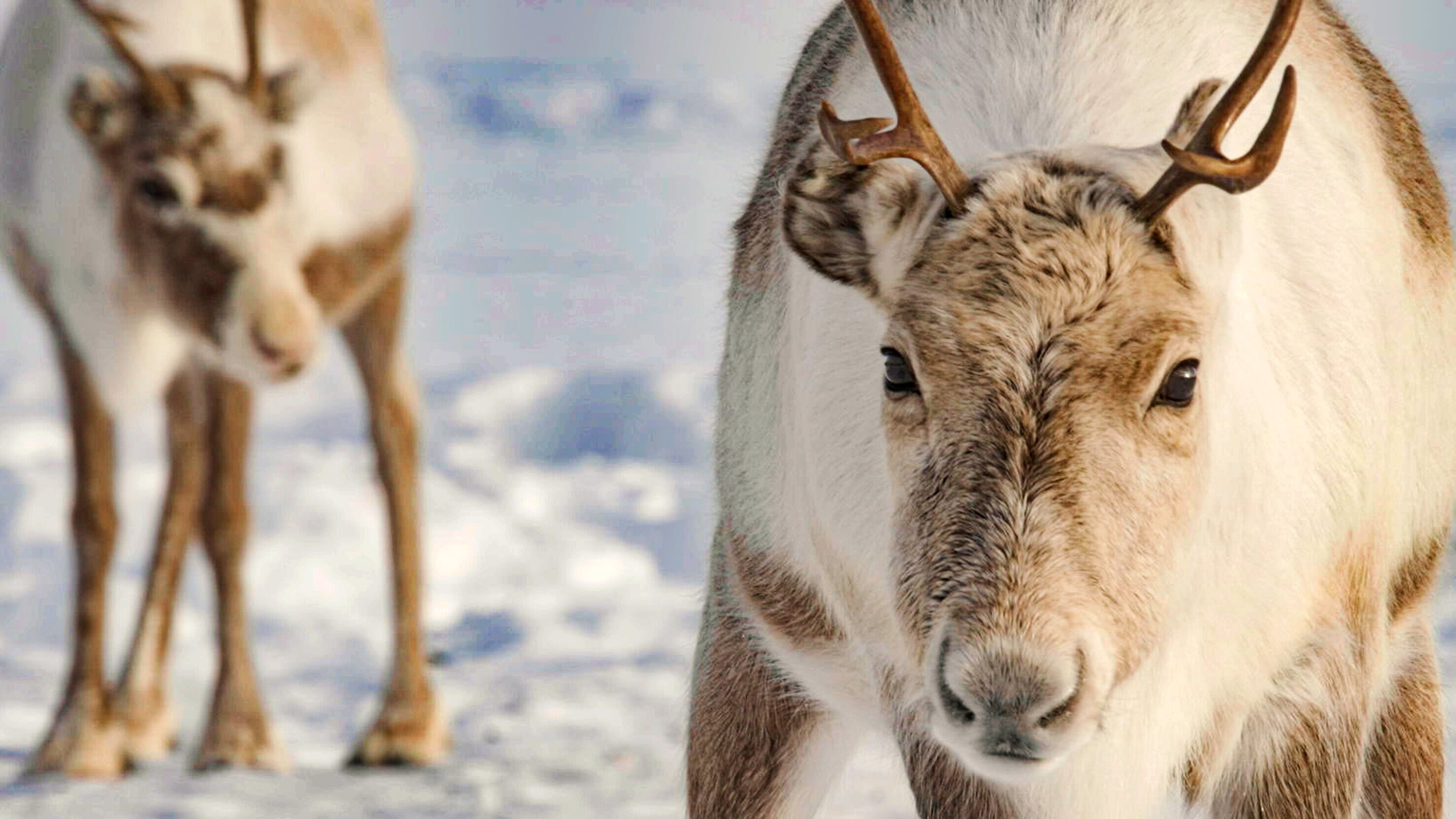 Lappland – Gemeinsam einsam und doch nicht allein