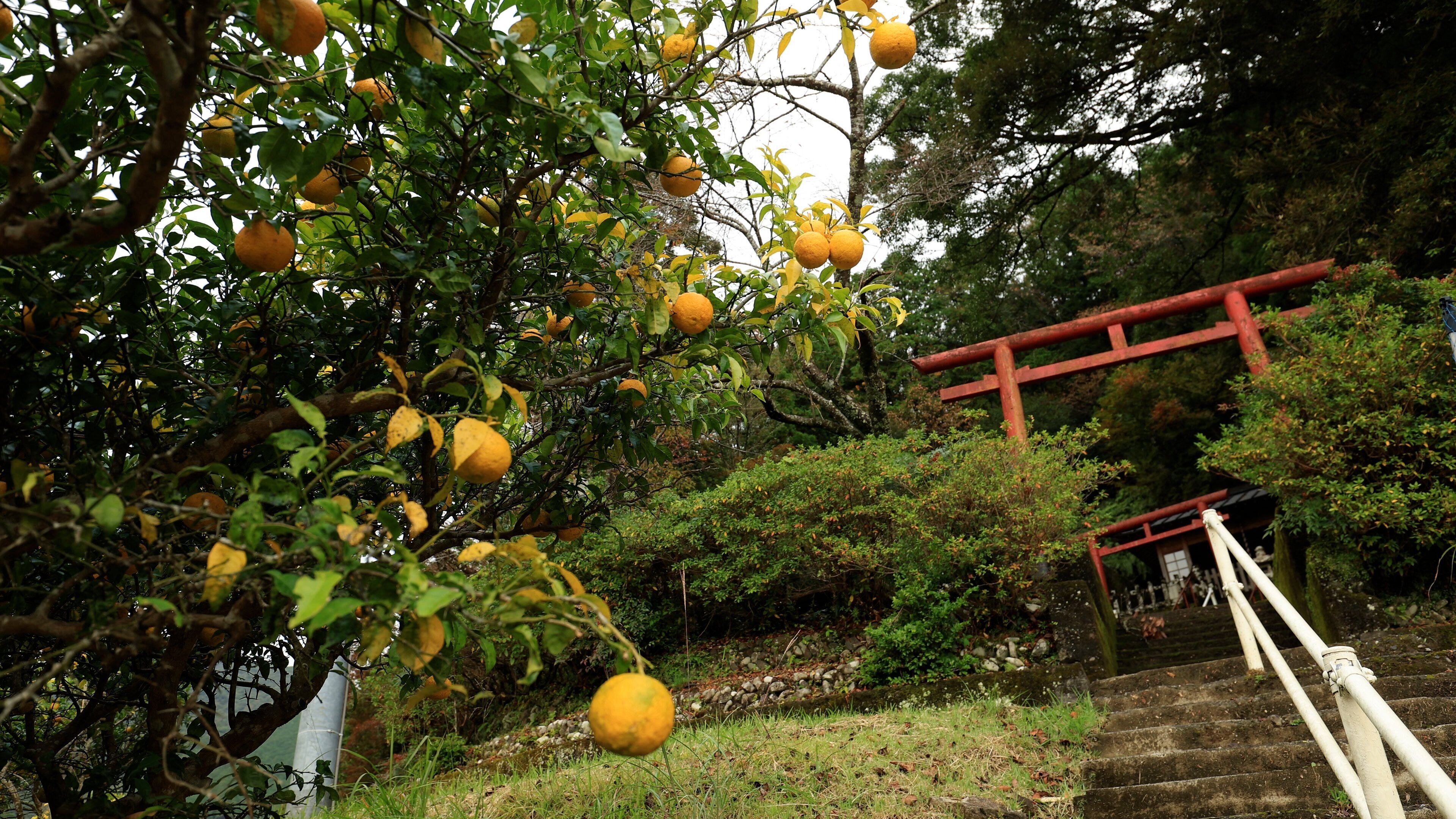 Les maîtres des citrons