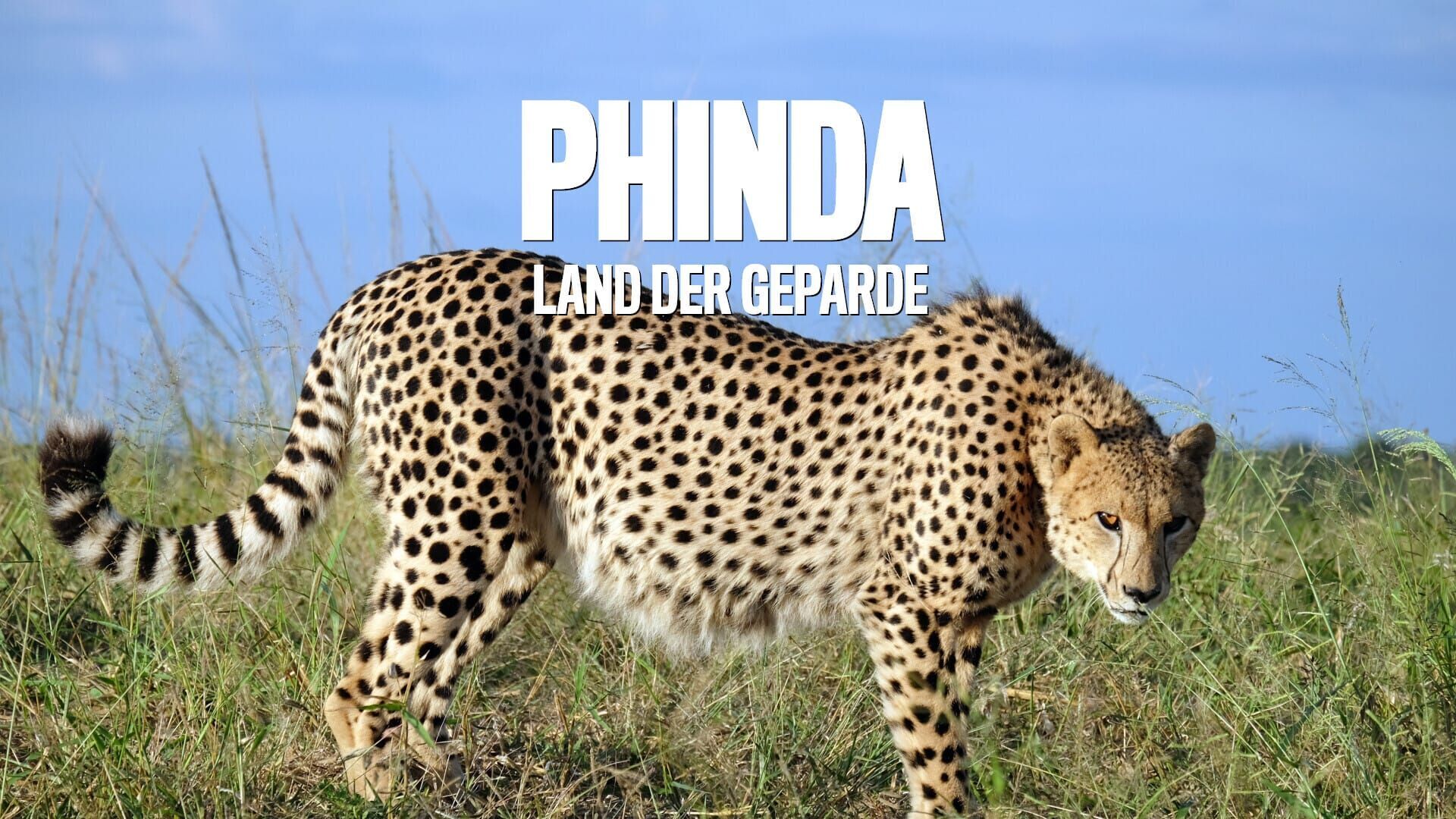 Phinda – Land der Geparde