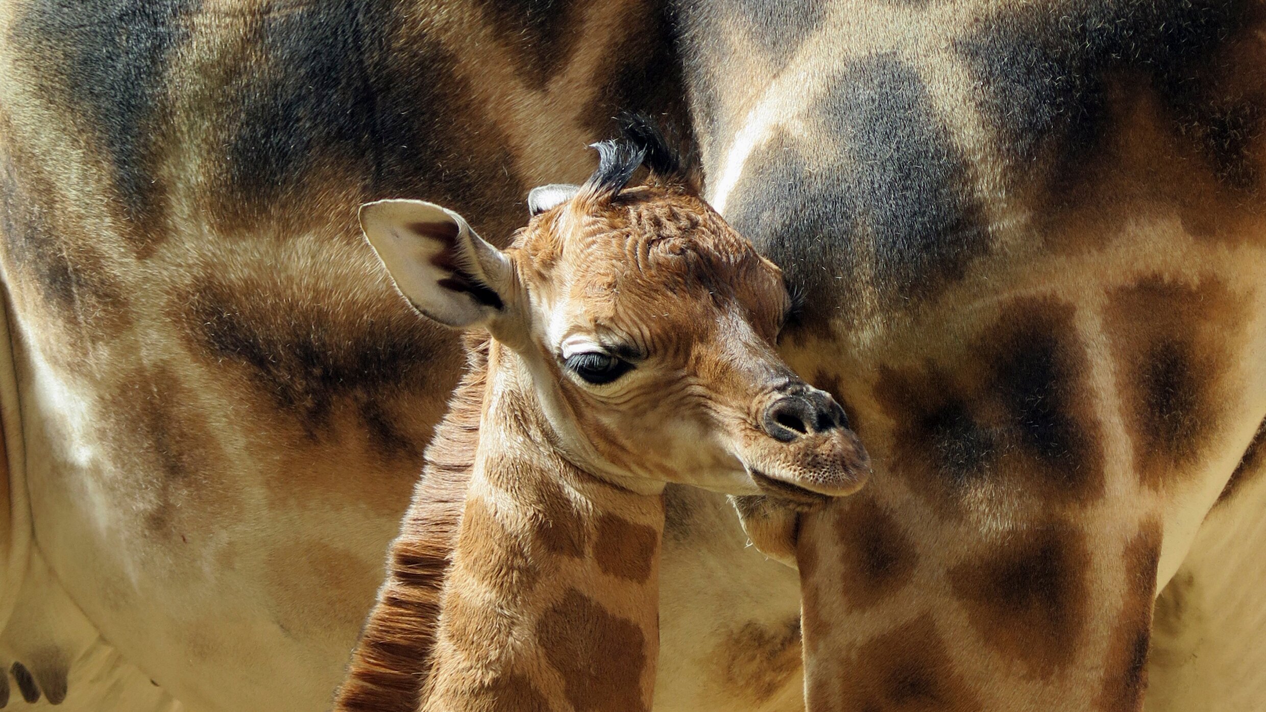 Giraffe, Erdmännchen & Co.