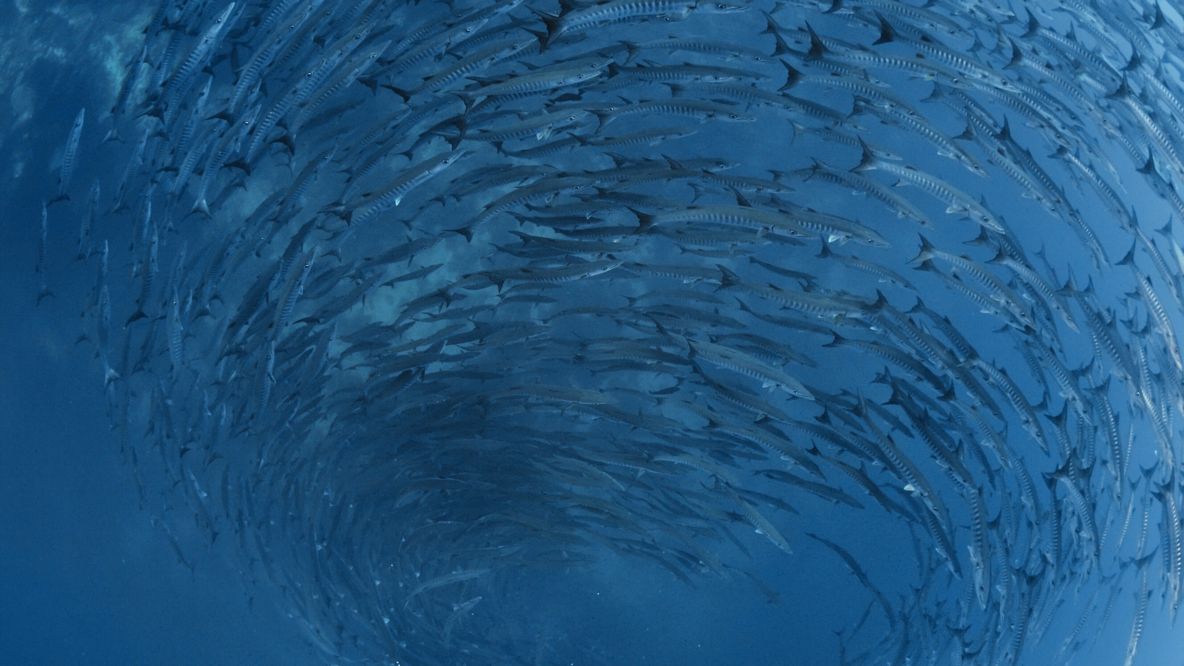 Into the Blue – Indonesiens Unterwasserparadiese