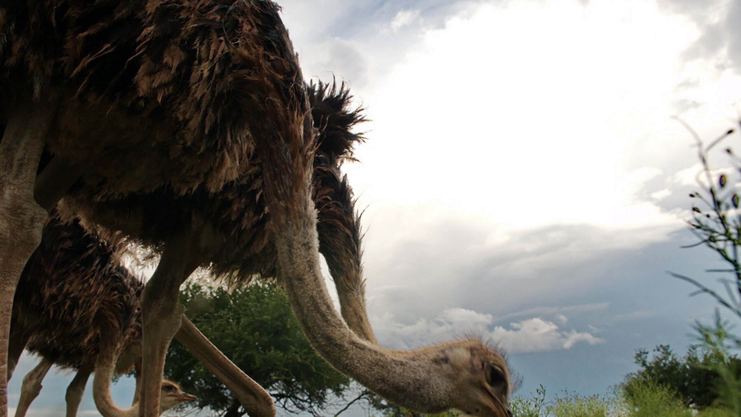 Das Waisenhaus für wilde Tiere