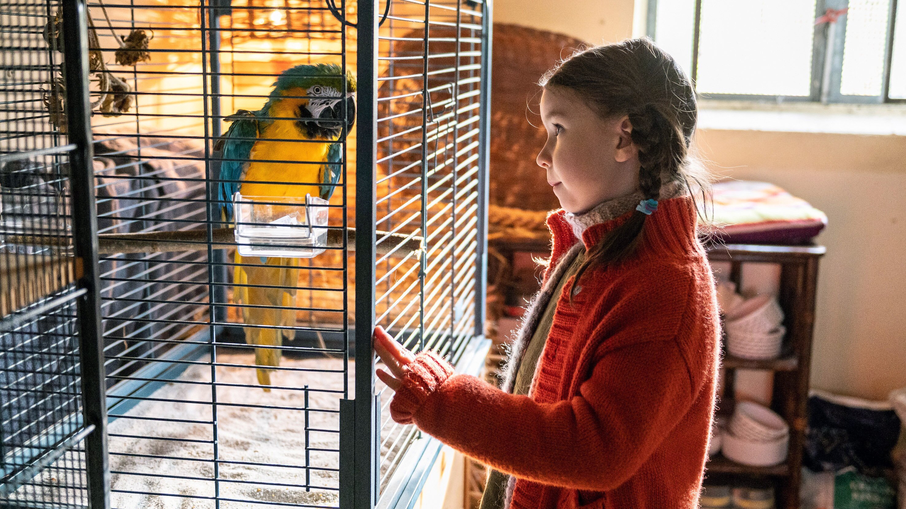 Kommt ein Vogel geflogen