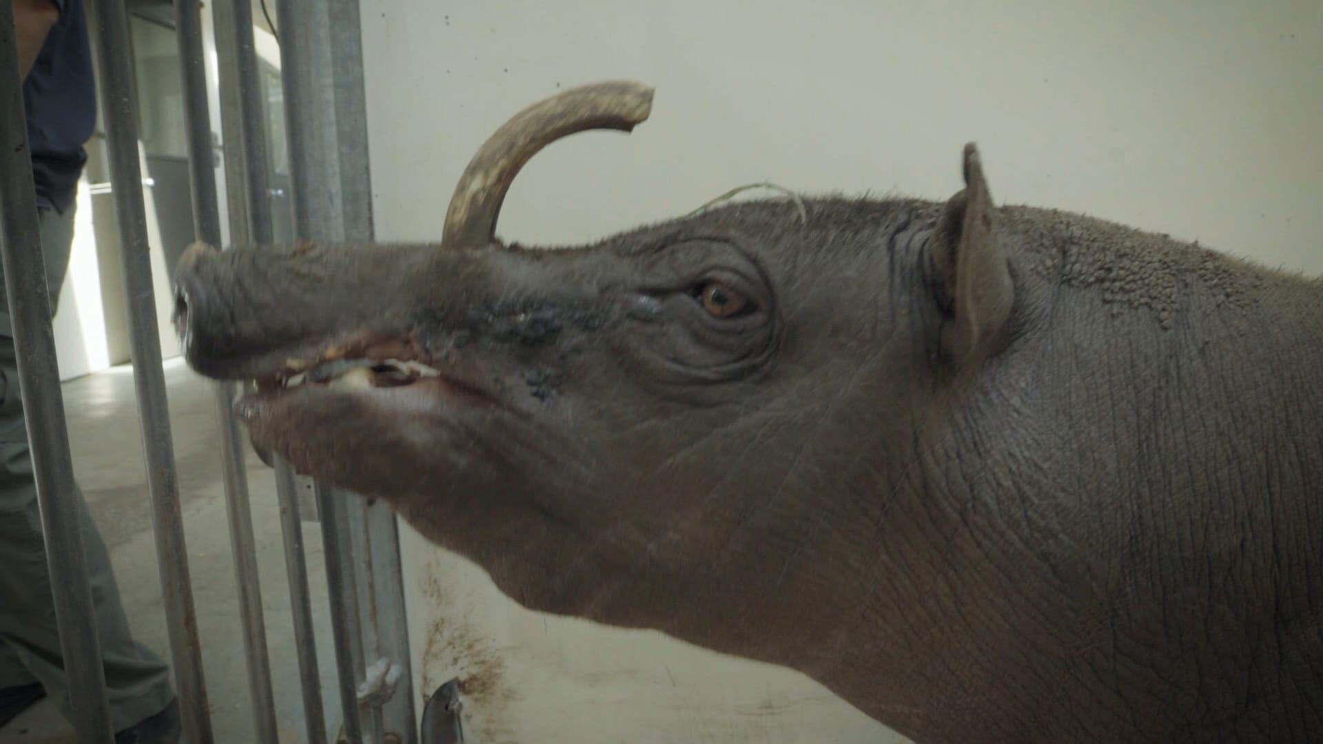 Bronx Zoo – Tierpark der Superlative