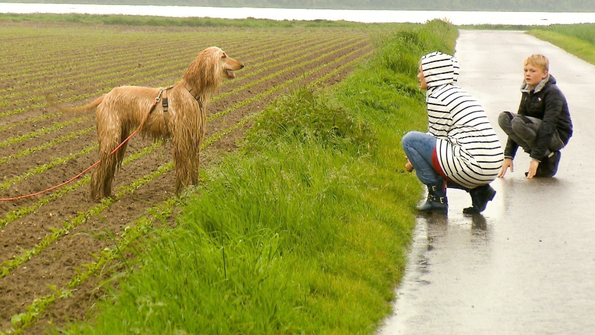 Der Hundeprofi